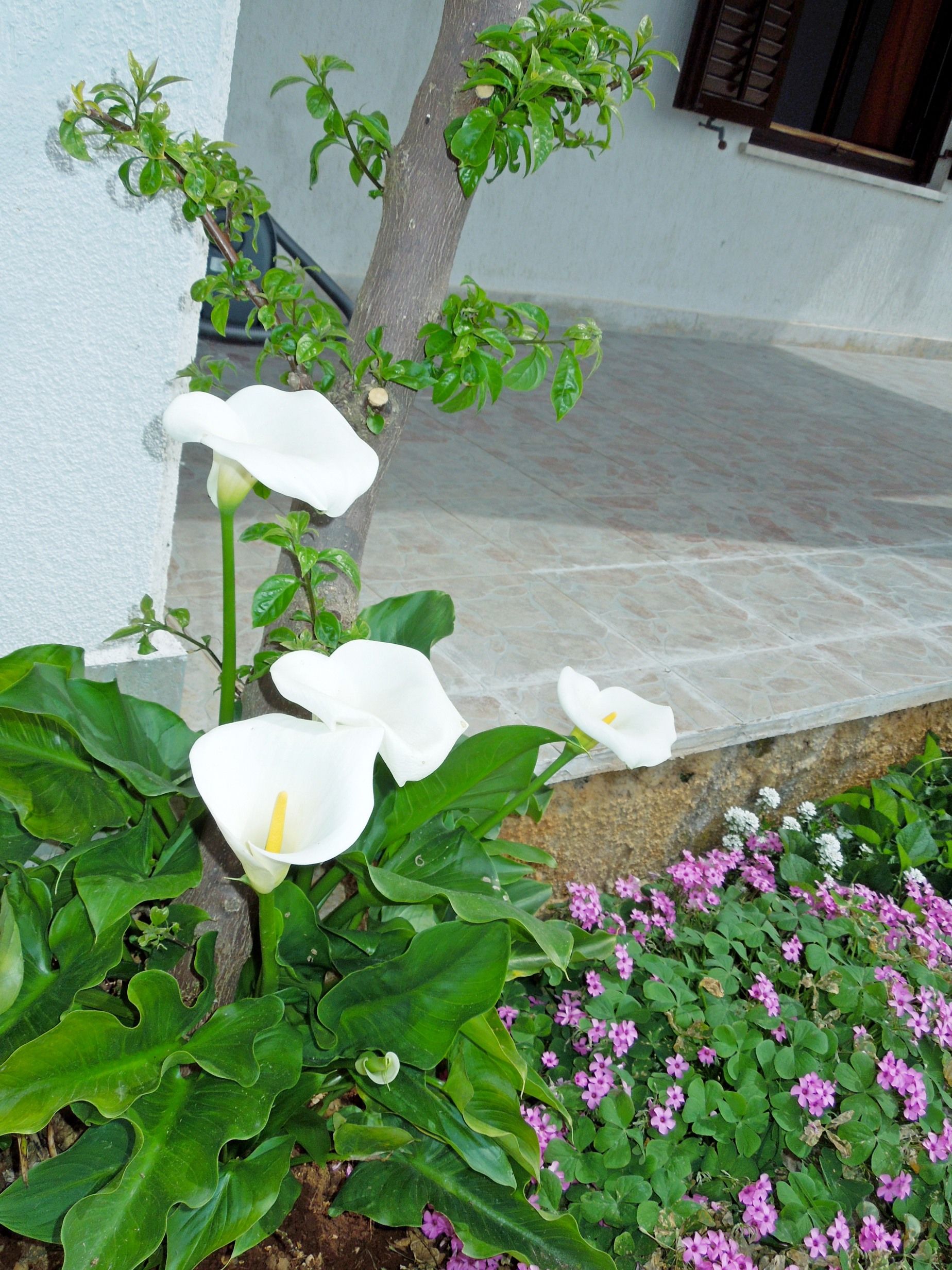 Apartments Elide 74651-A3