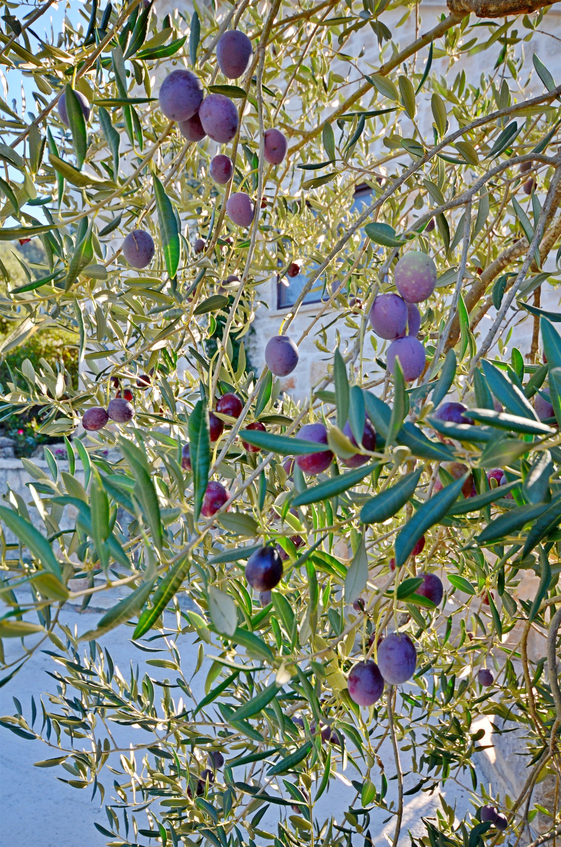 Photo of House Nikica