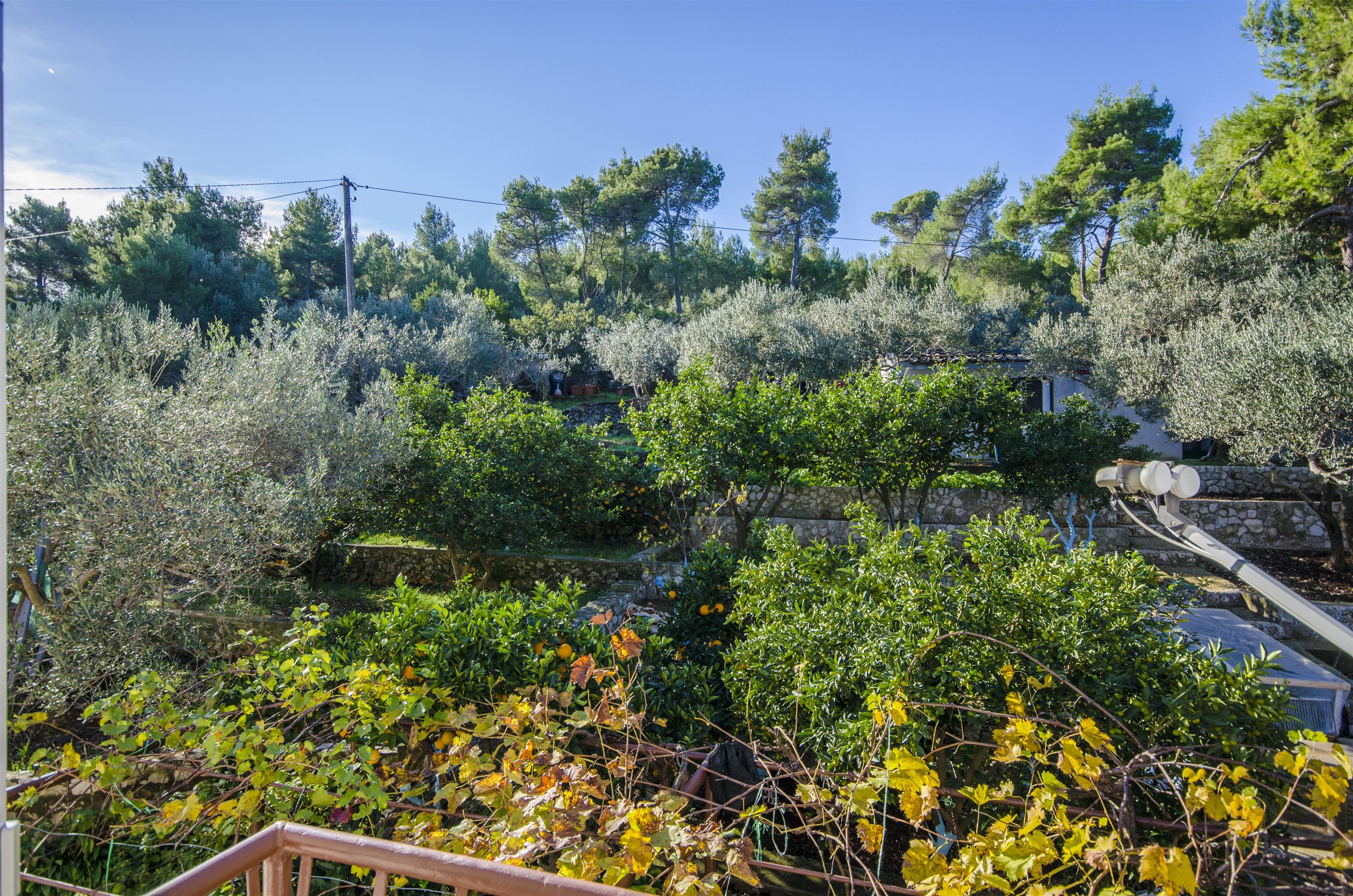 Apartments Dragica 41091-A2