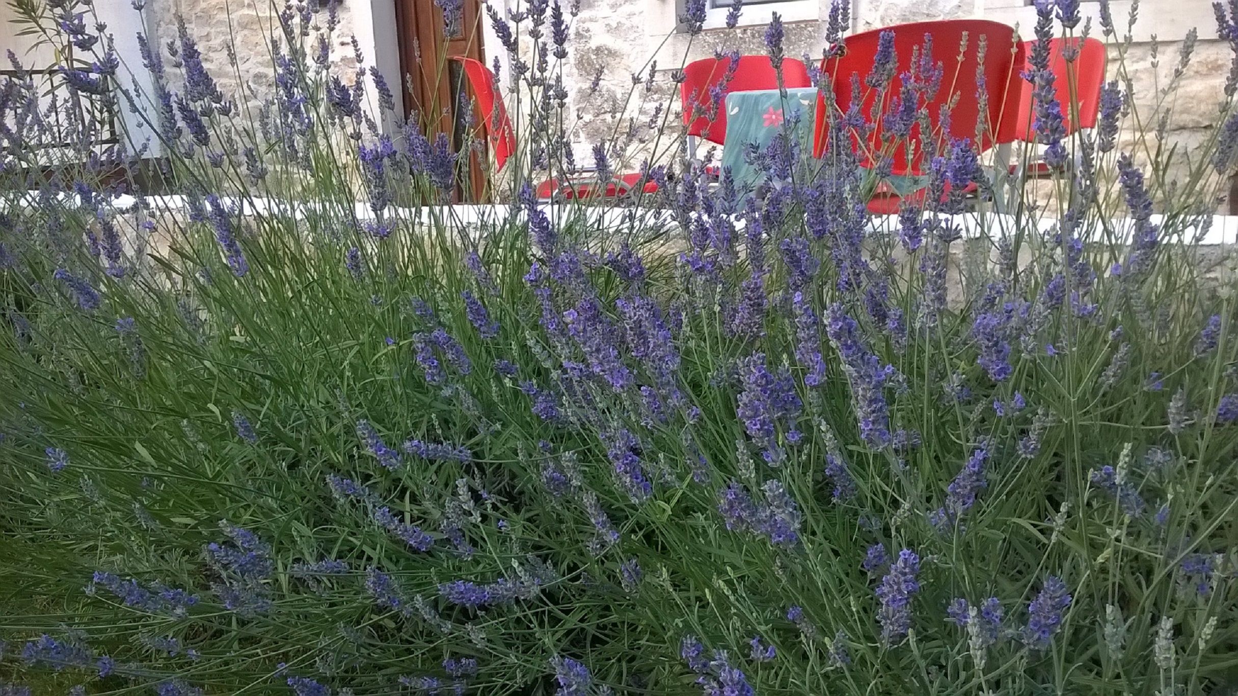 Photo of House Ivana