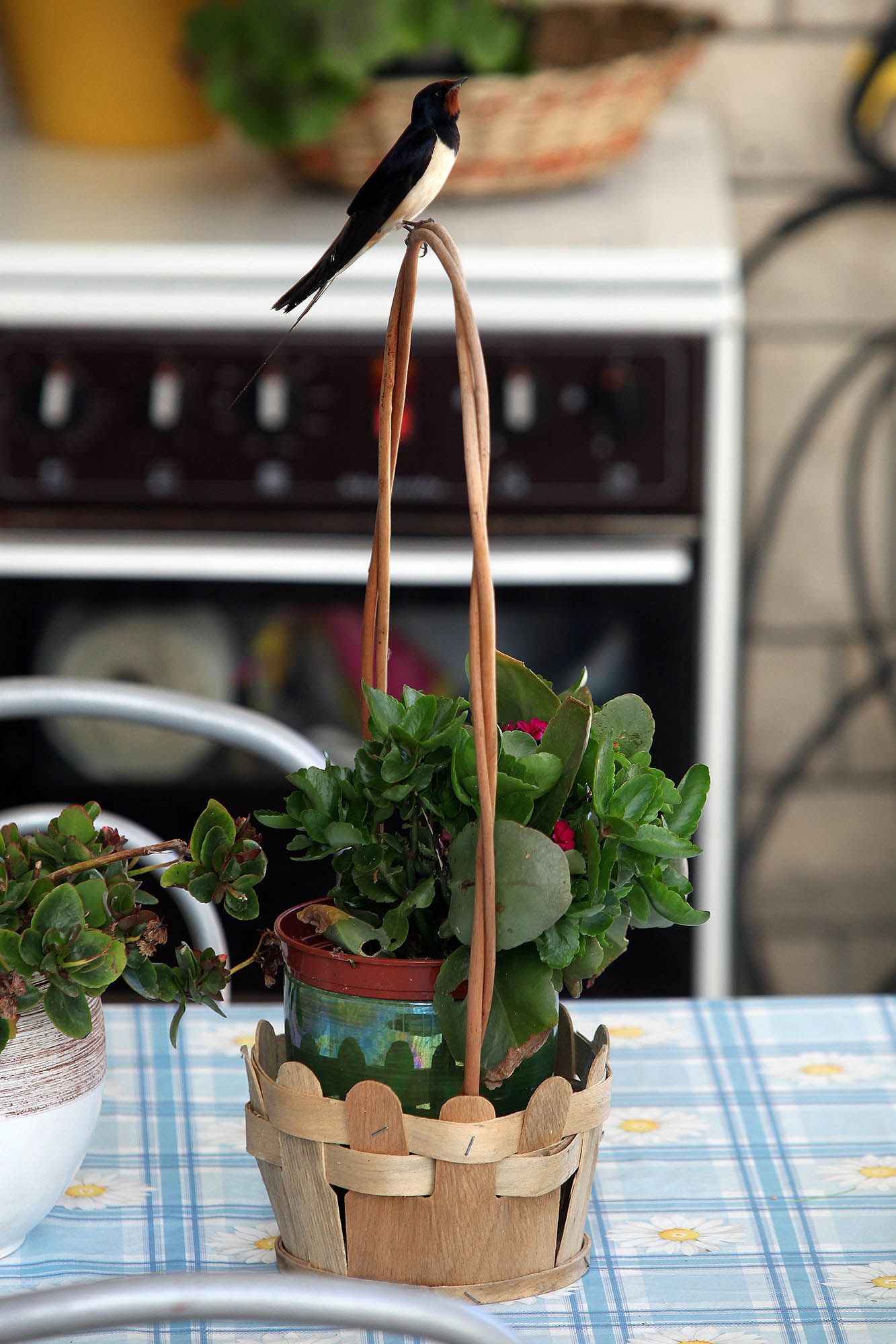 Photo of Apartments Patricia