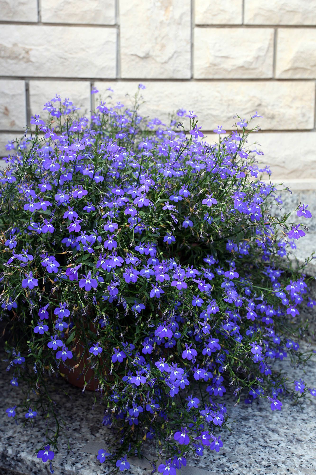 Photo of Apartments Patricia