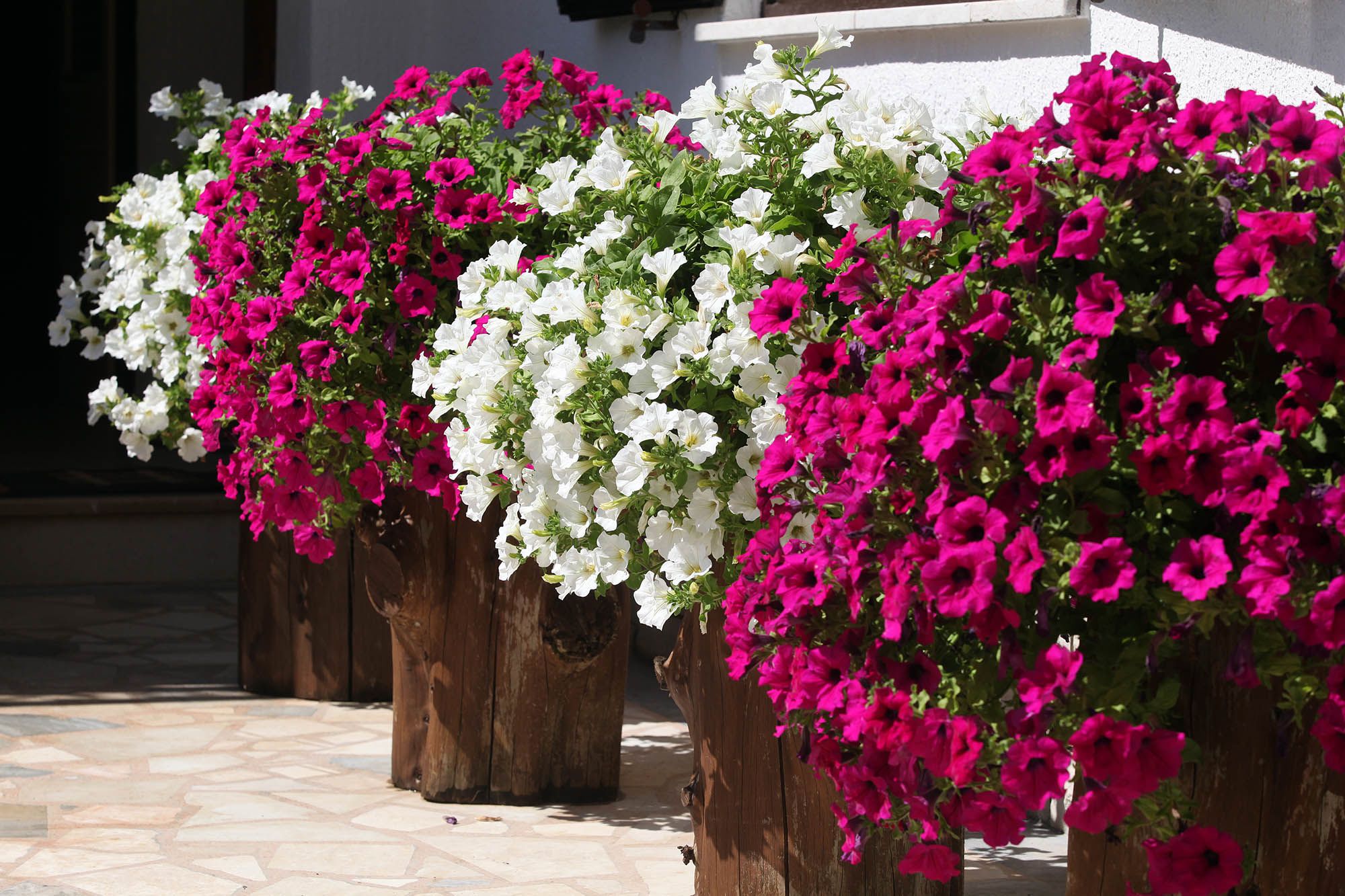 Photo of Apartments Patricia