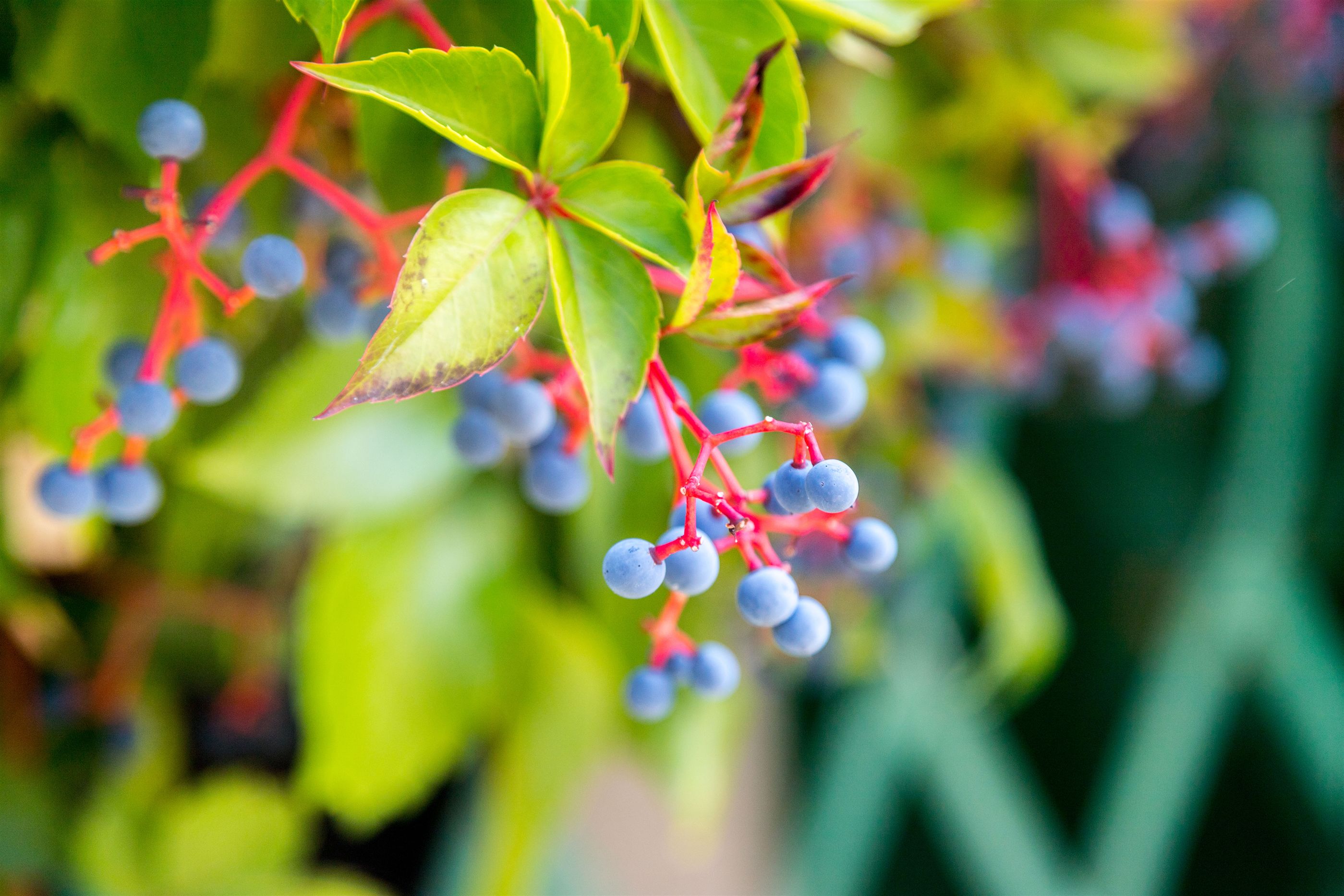 Apartments Sonja 31901-A2