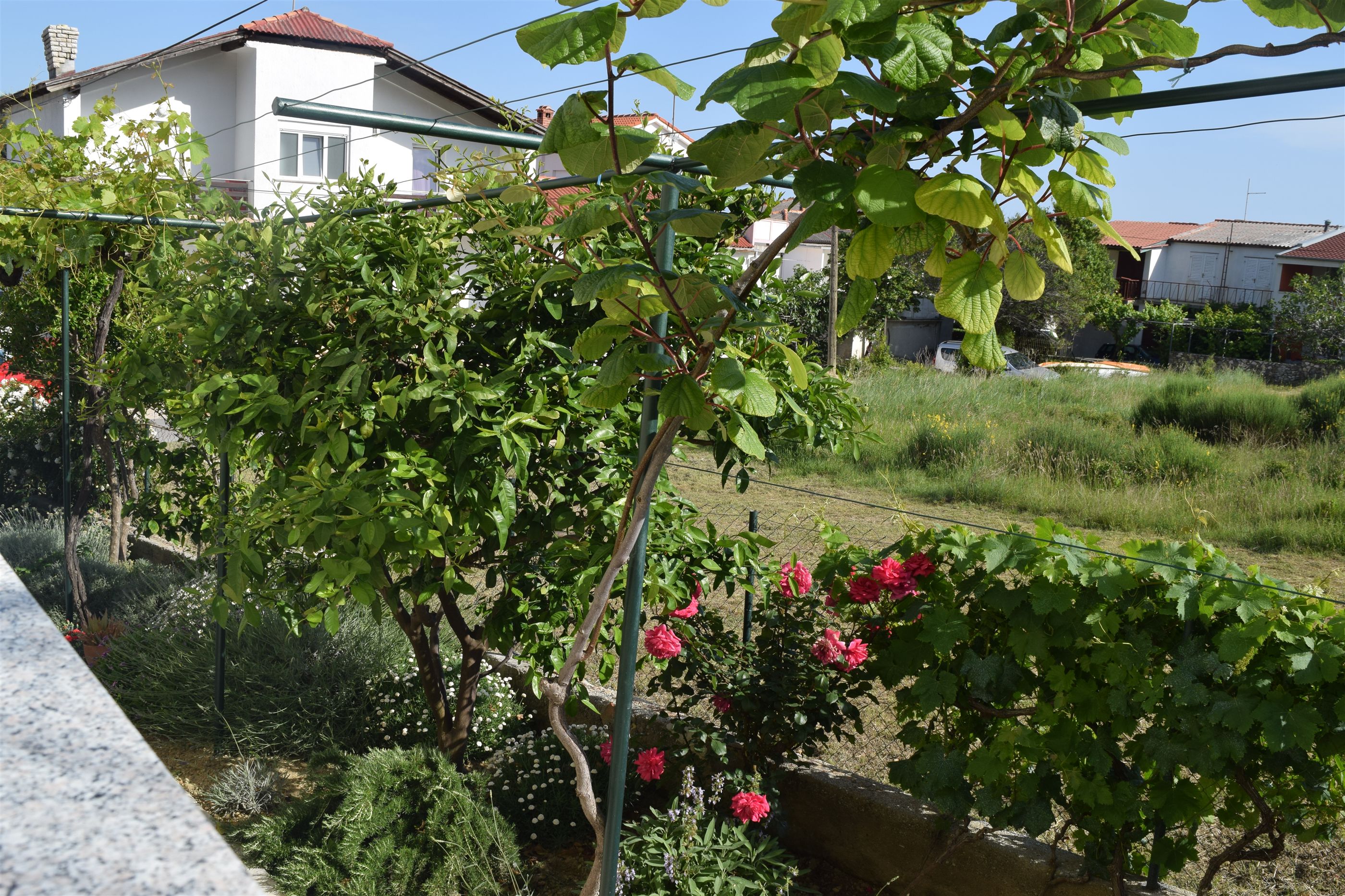 Apartment BRANKA 19511-A1
