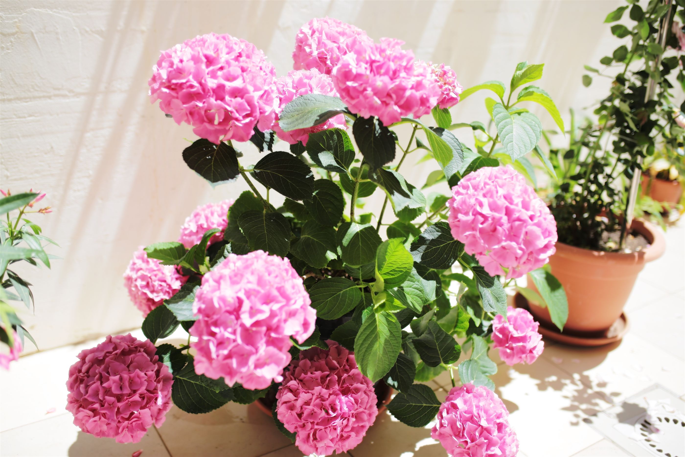 Photo of Apartments TAMARIX