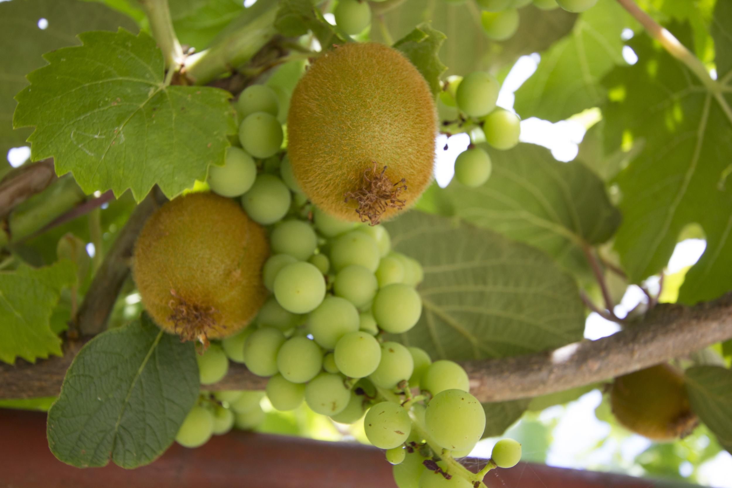 Photo of House Klaudio