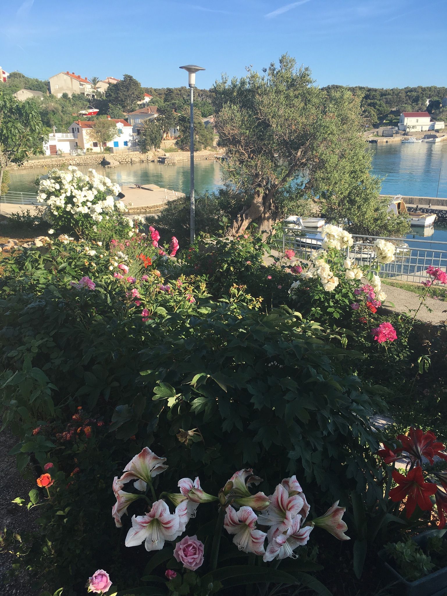 Apartments Suzana 32951-A2