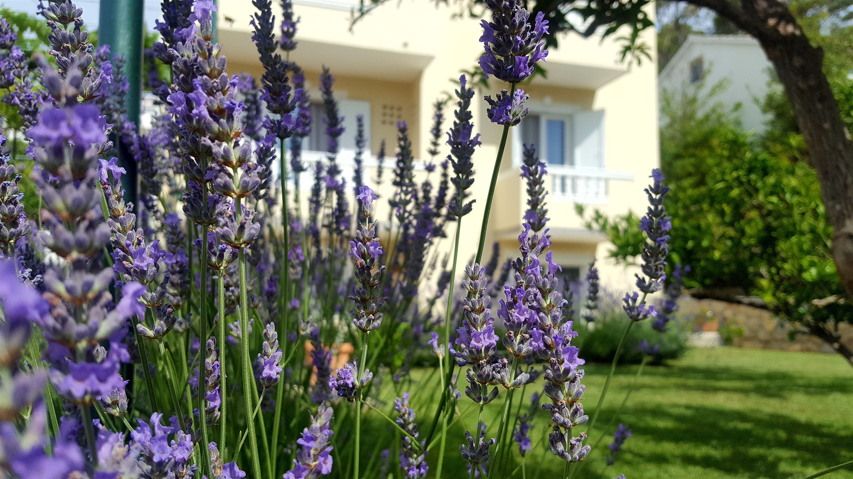 Apartment BRANKA 19511-A1