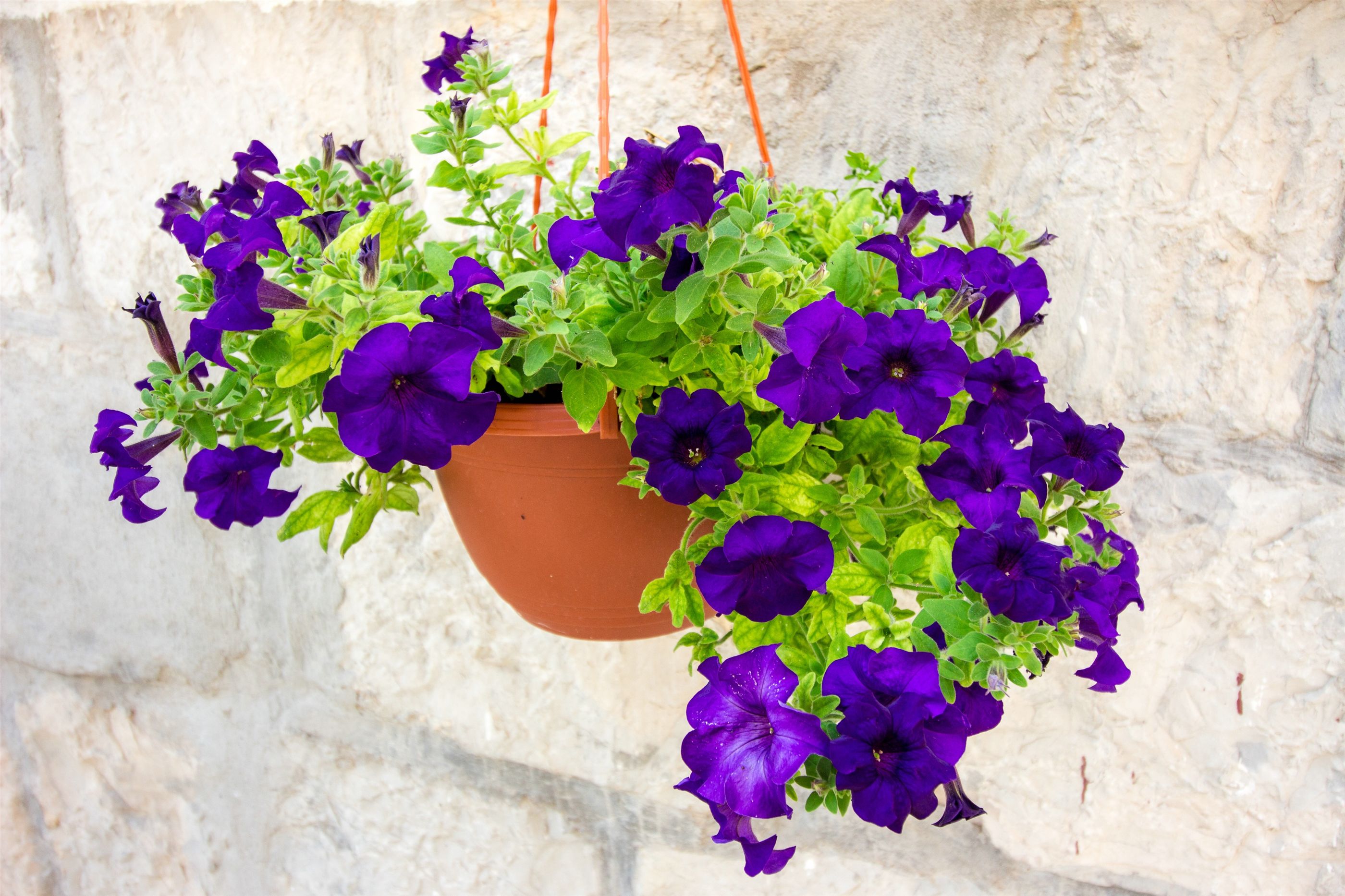 Photo of House Marinka