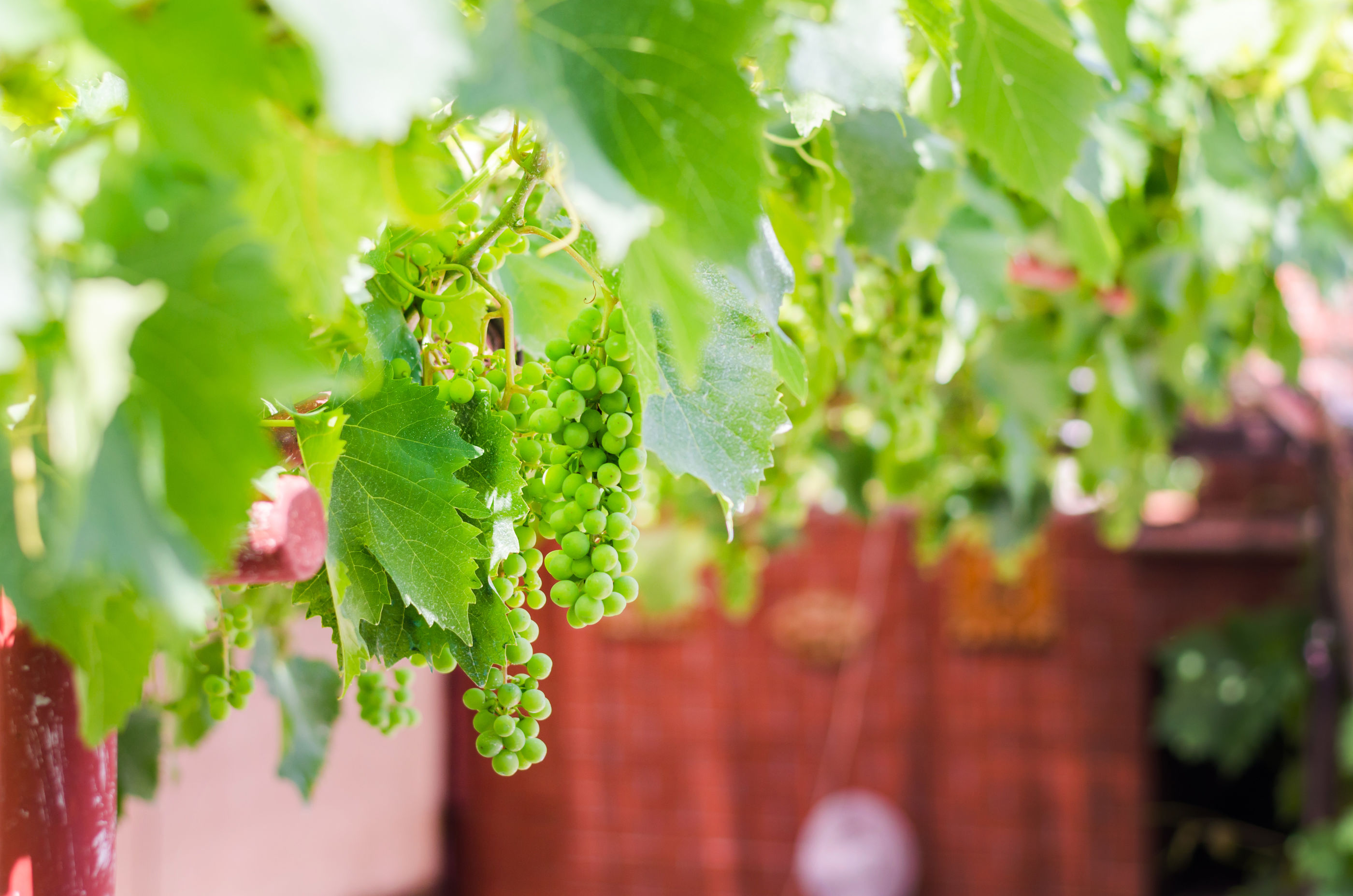 Photo of House Bruno