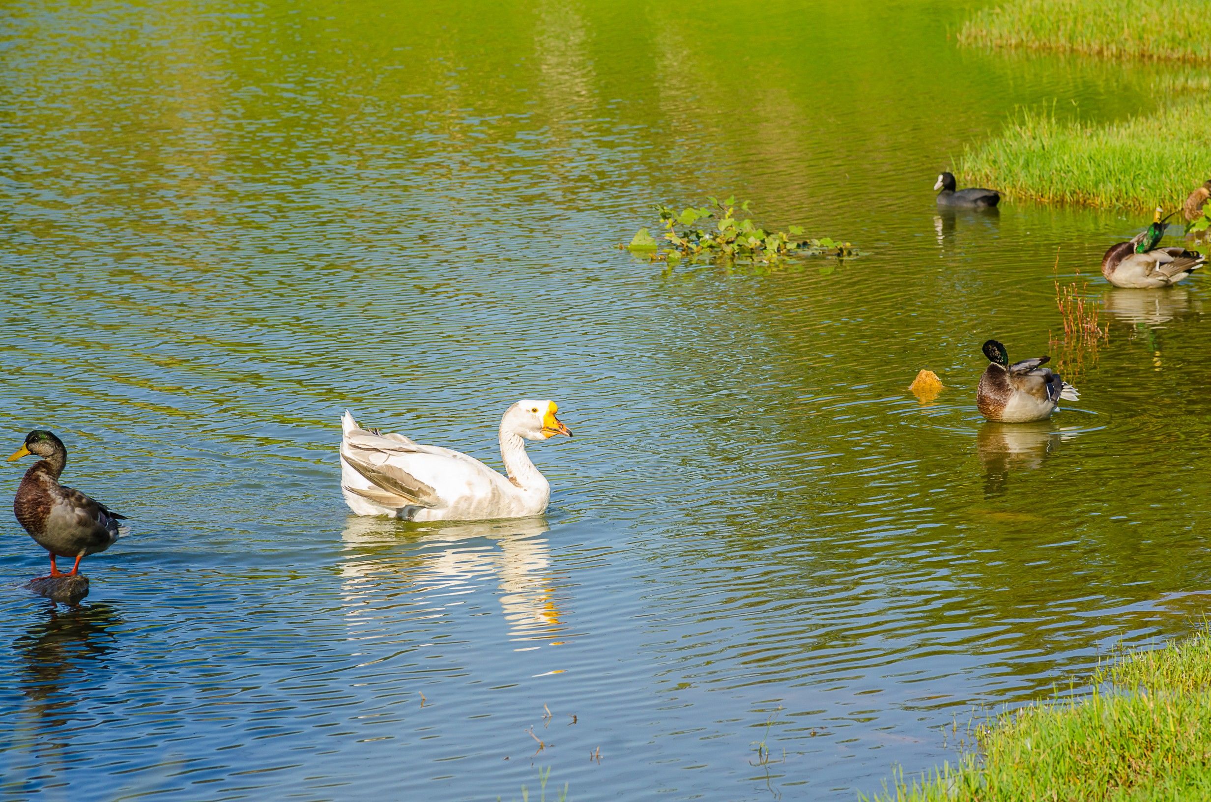 Photo of Apartments Marin sa bazenom
