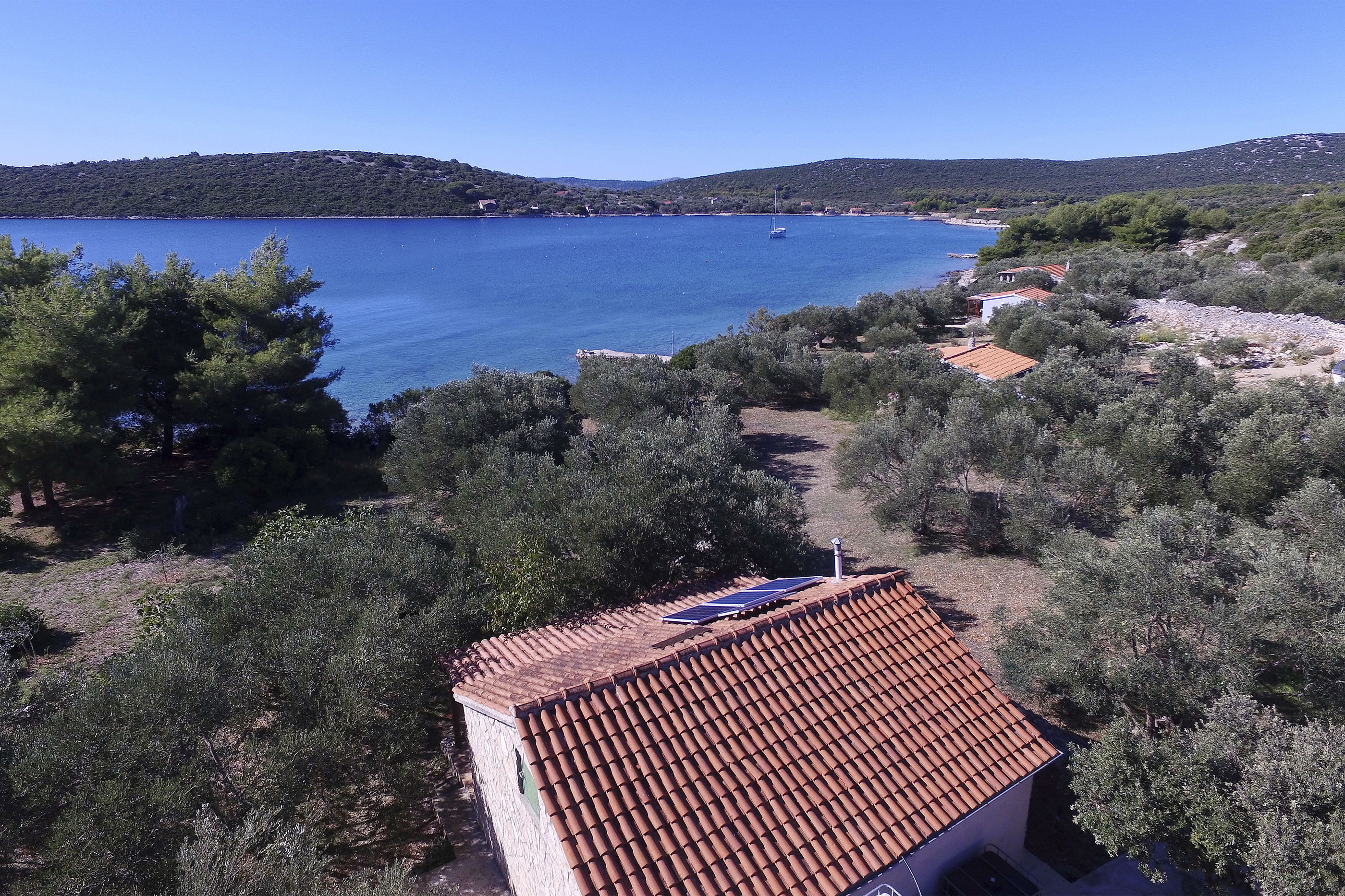House Olive Tree 14641-K1
