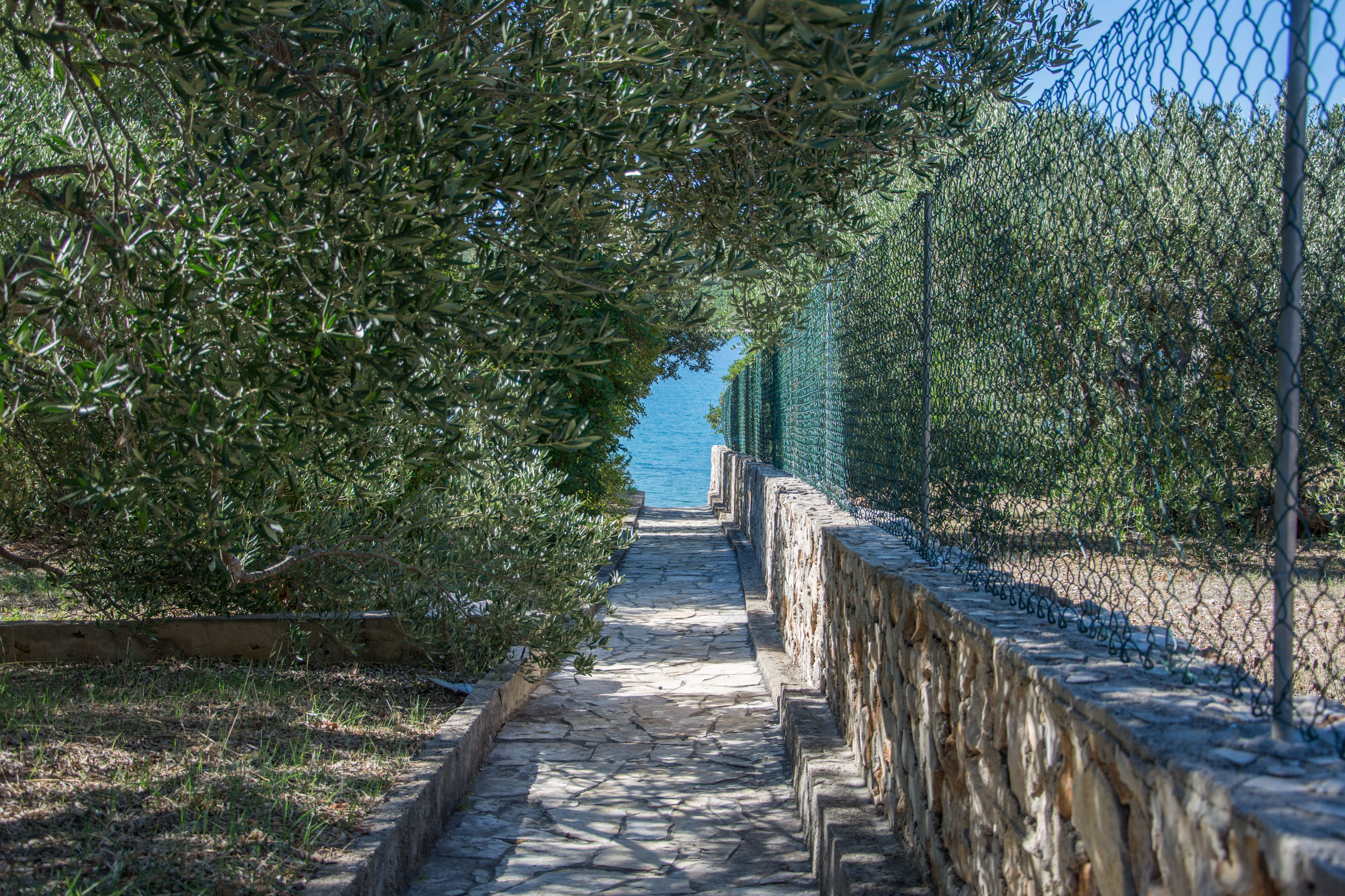 House Olive Tree 14641-K1