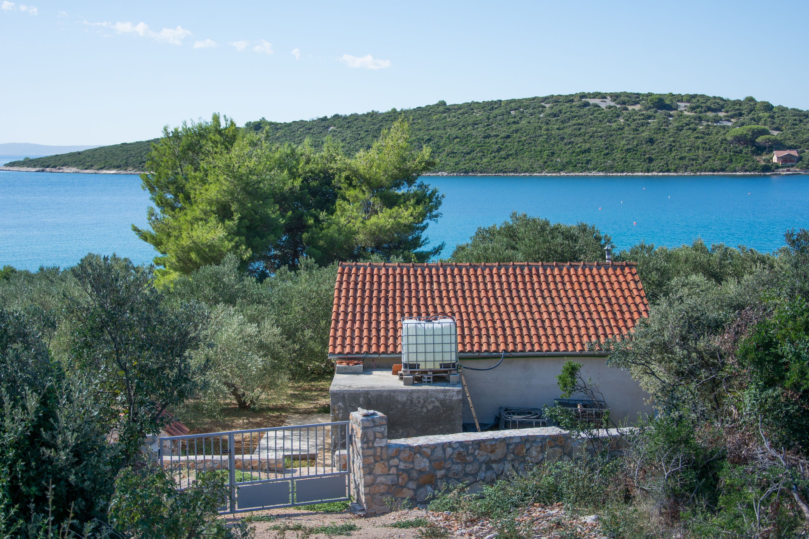 House Olive Tree 14641-K1