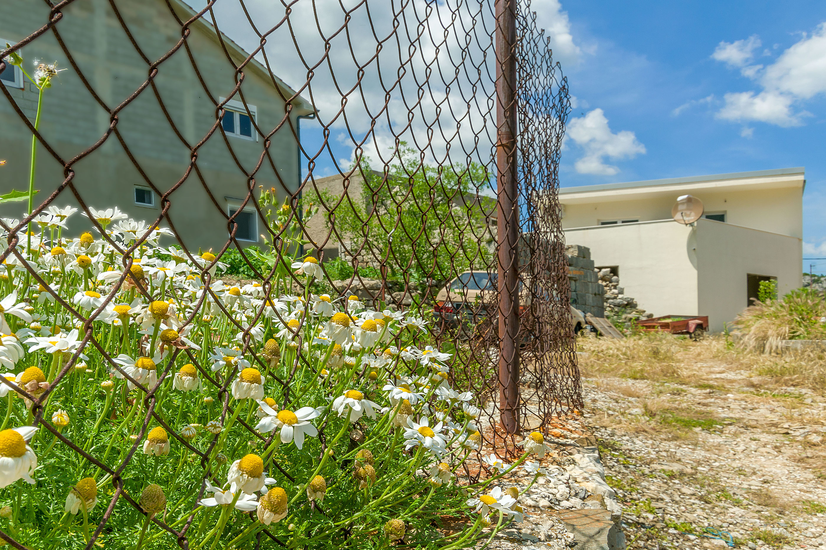 House Cattleya 67281-K1