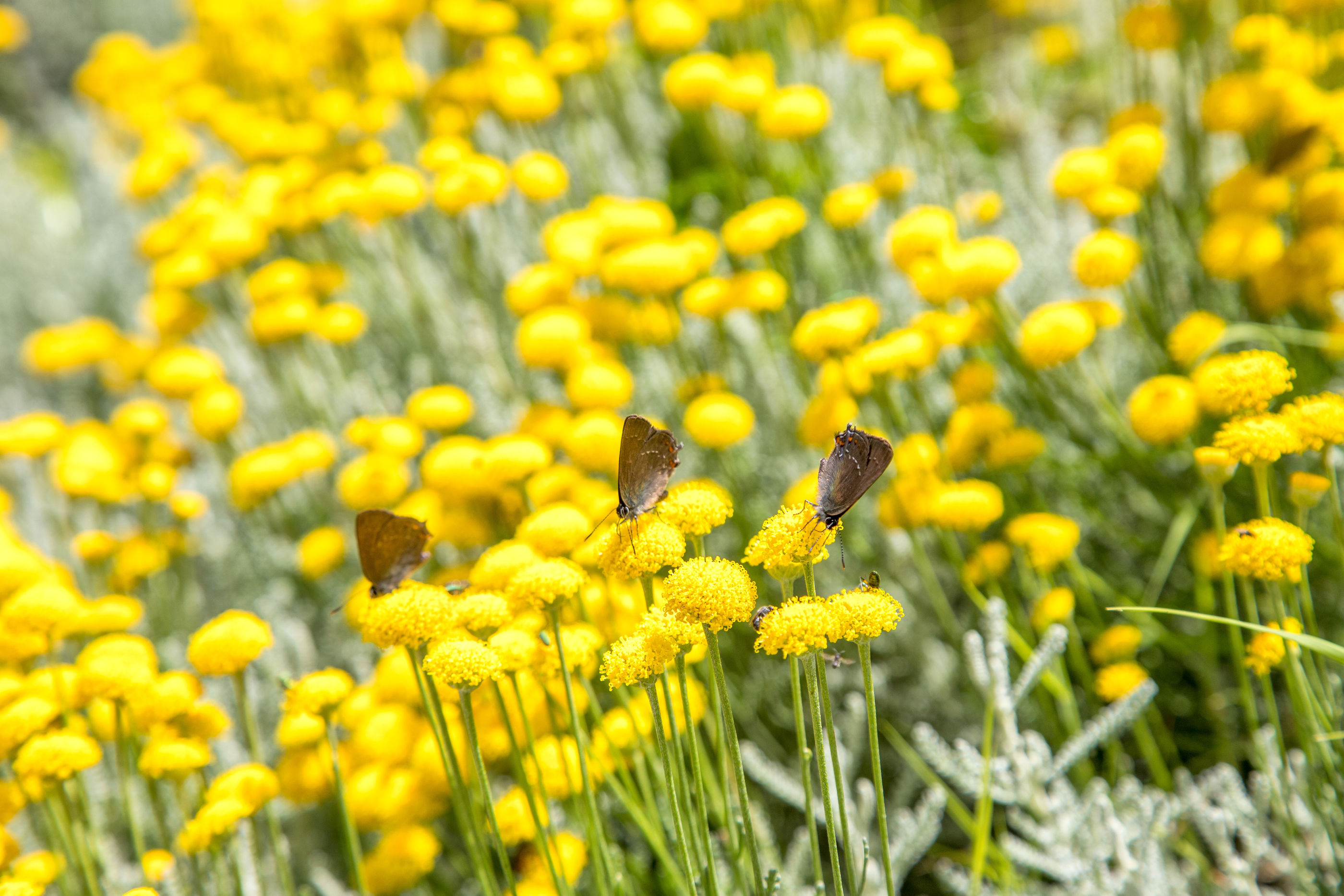 Photo of Apartments Marija