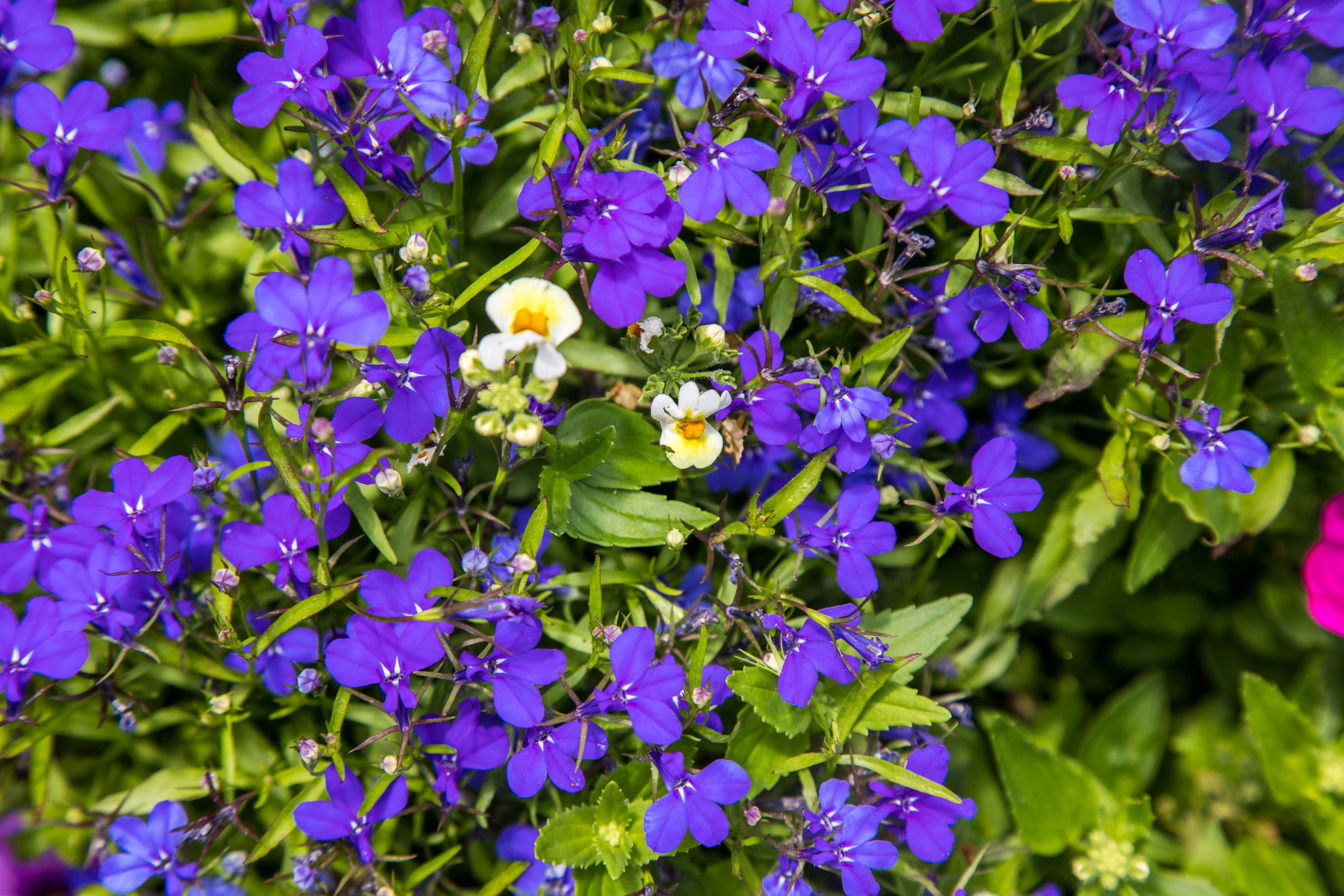 Photo of Apartments Marjan