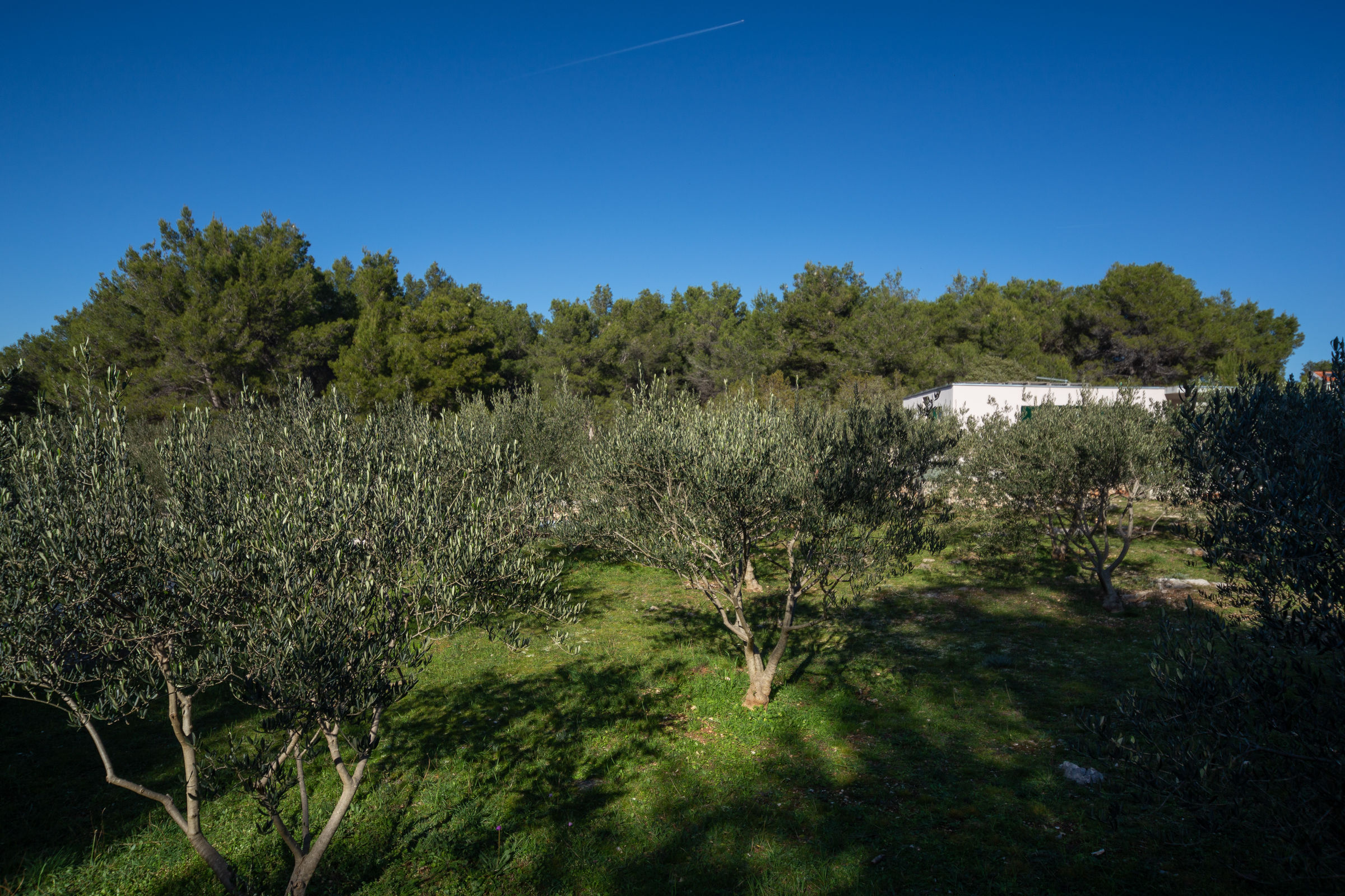House Olive Eden 54038-K1