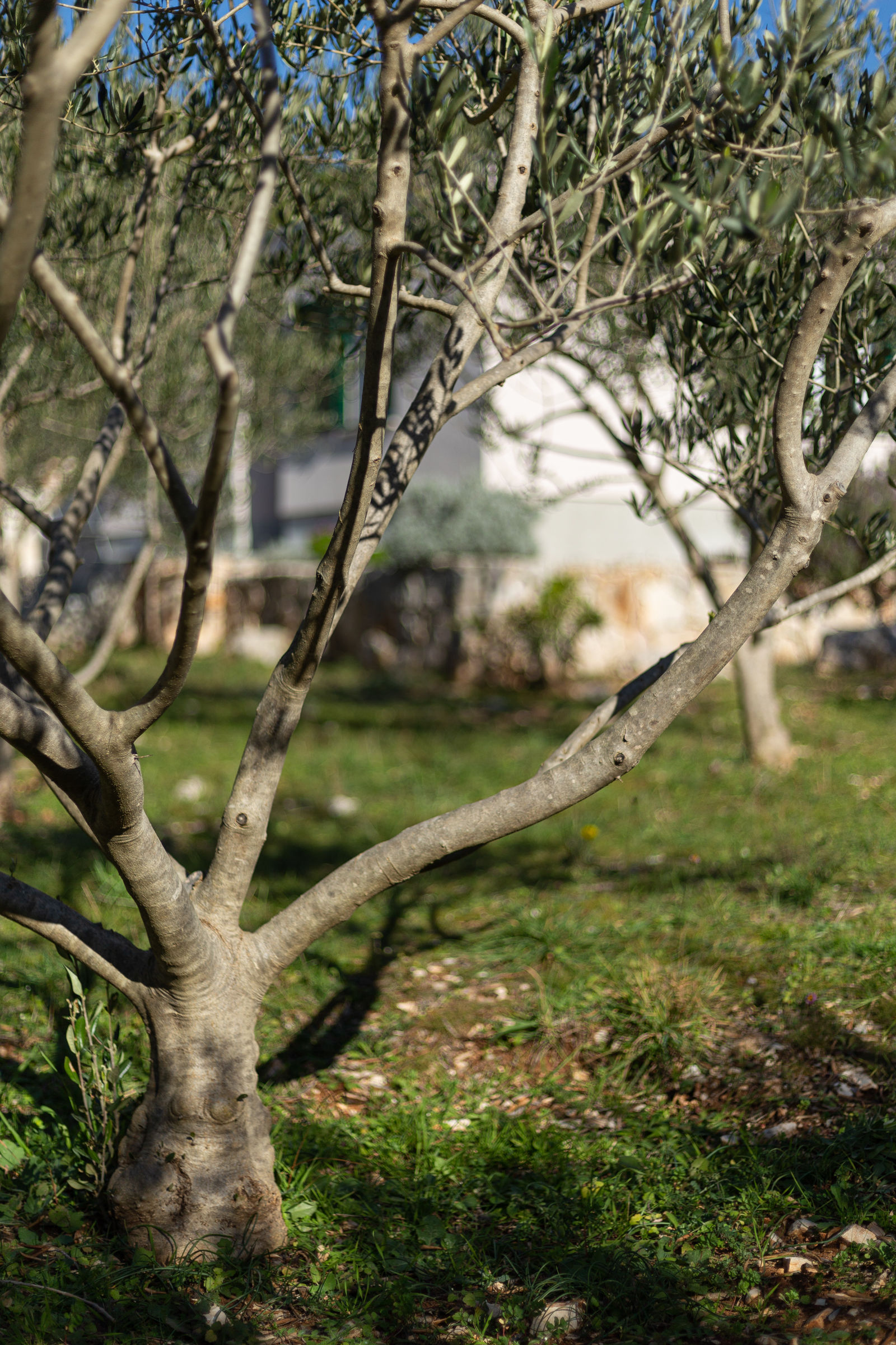 House Olive Eden 54038-K1