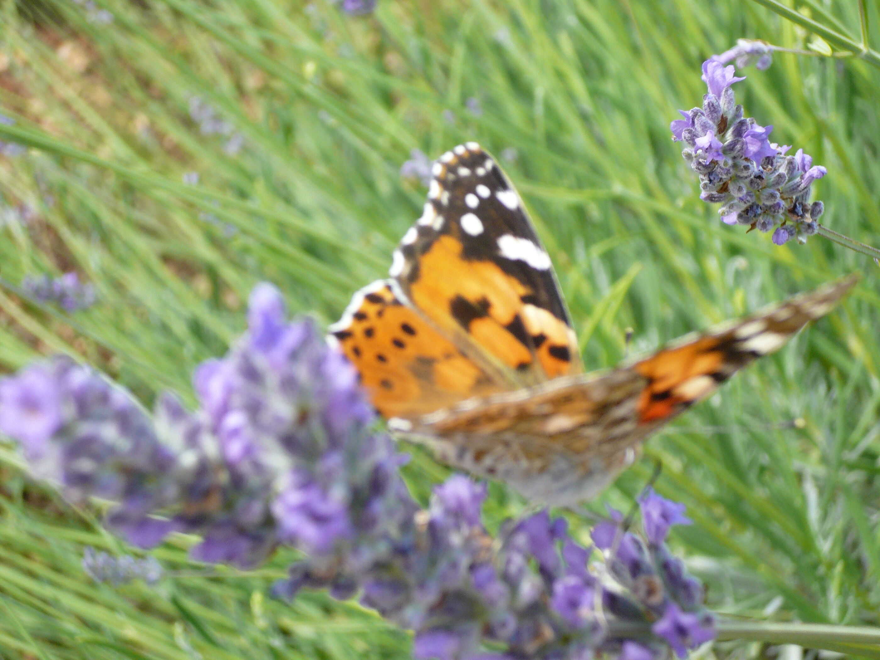 House Lavanda 16662-K1