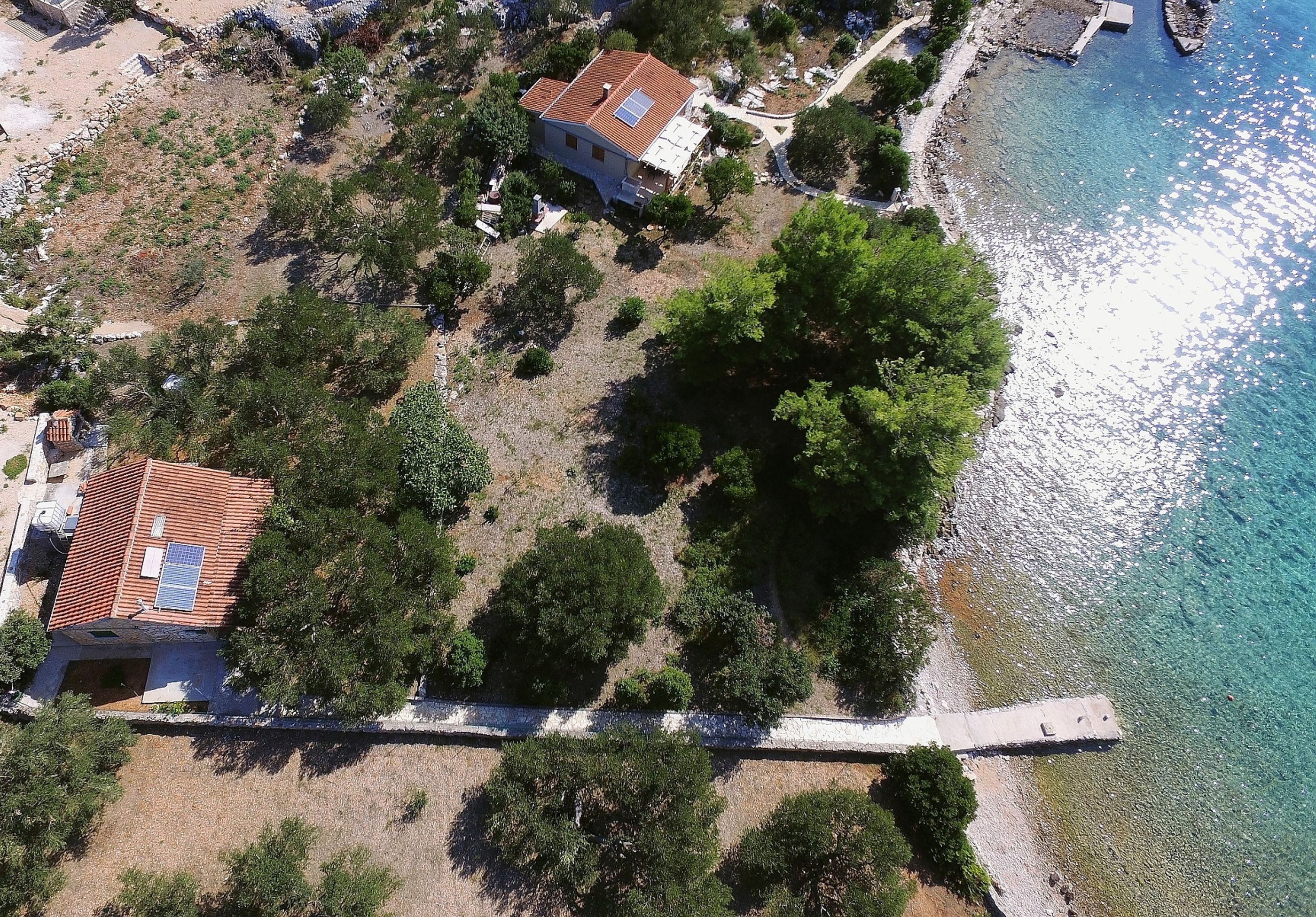 House Olive Tree 14641-K1