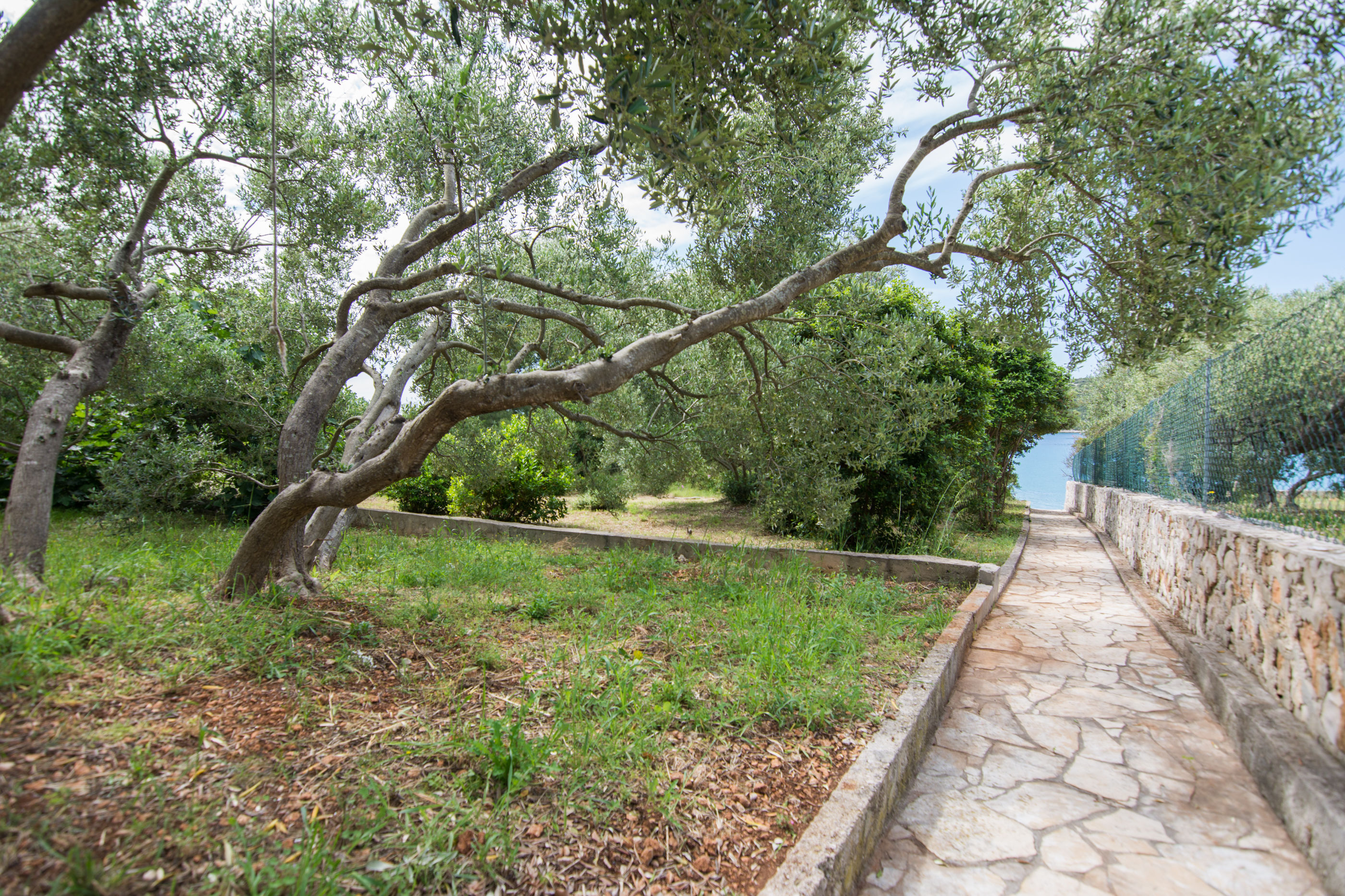 House Olive Tree 14641-K1