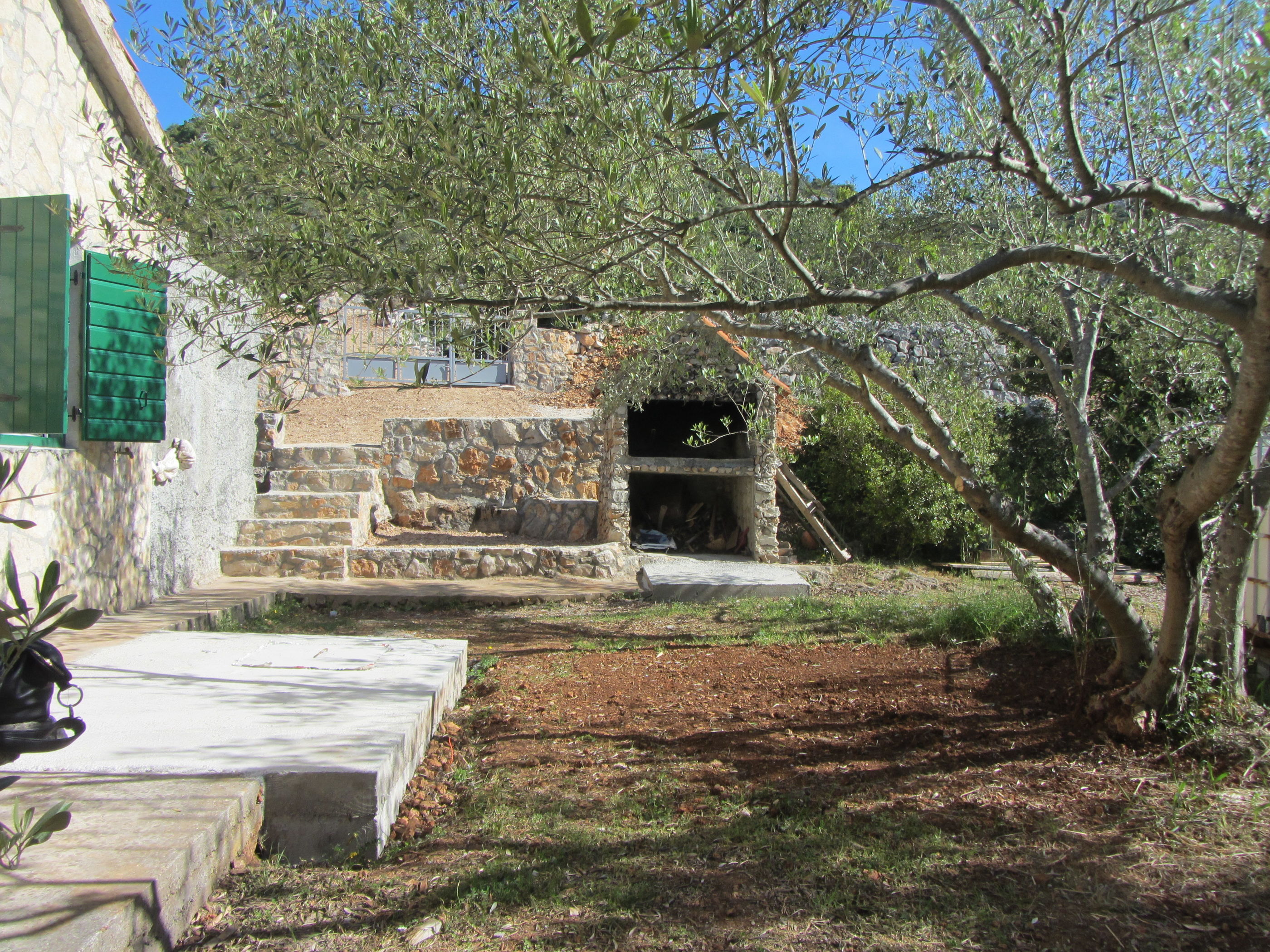 House Olive Tree 14641-K1