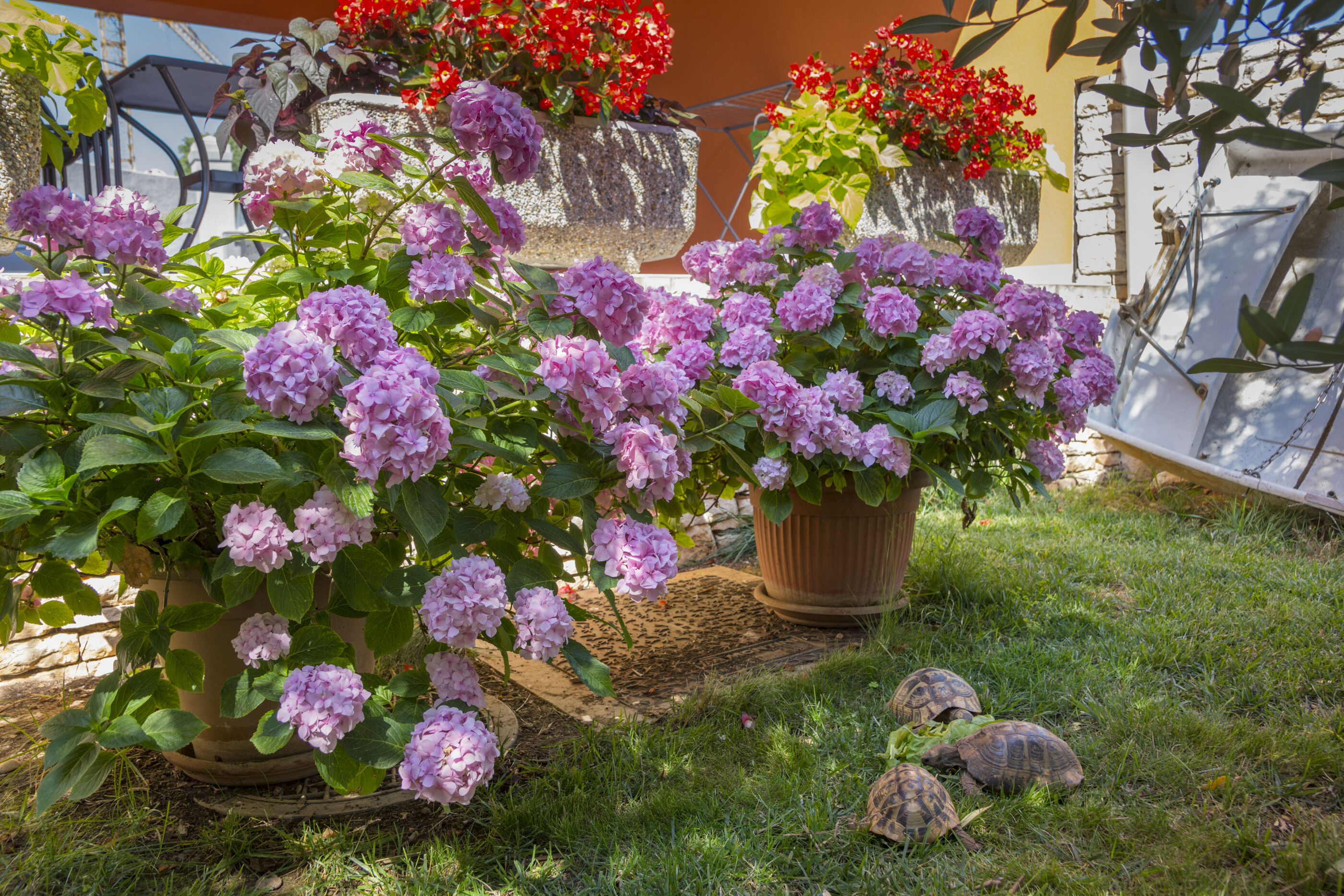 Photo of Apartments Petra near beach
