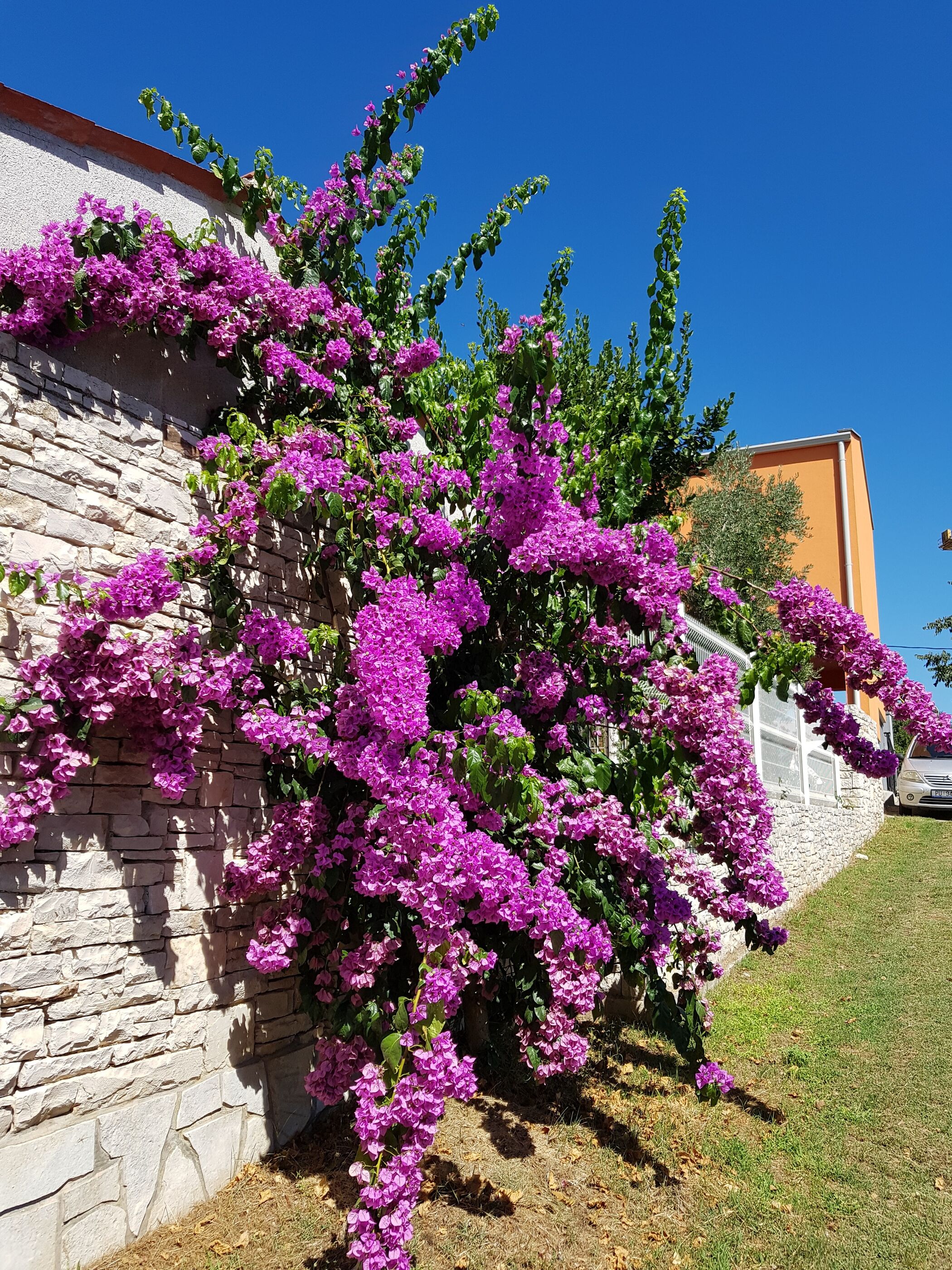 Photo of Apartments Petra near beach