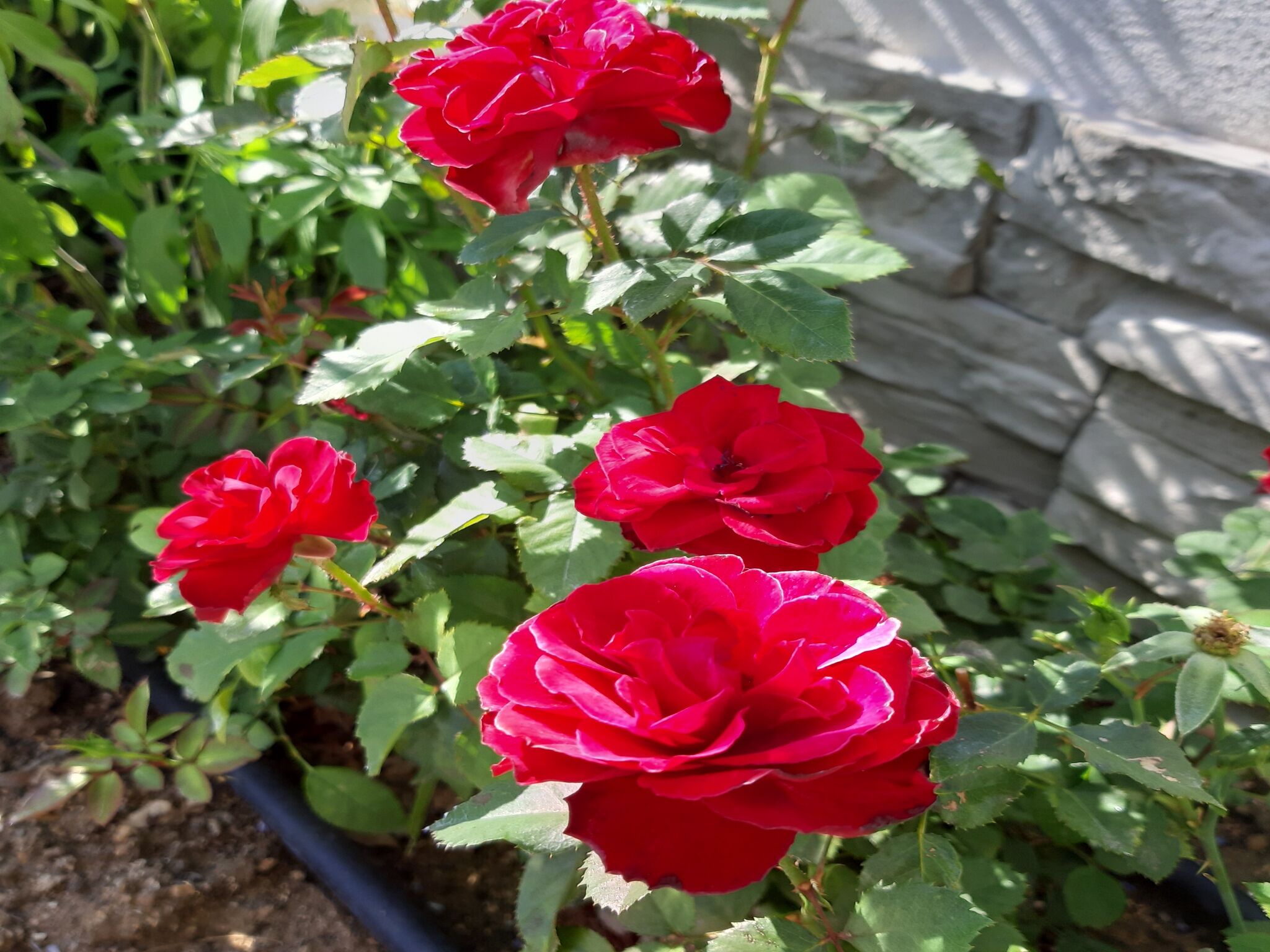 Photo of Apartments Grandevista-with swimmingpool