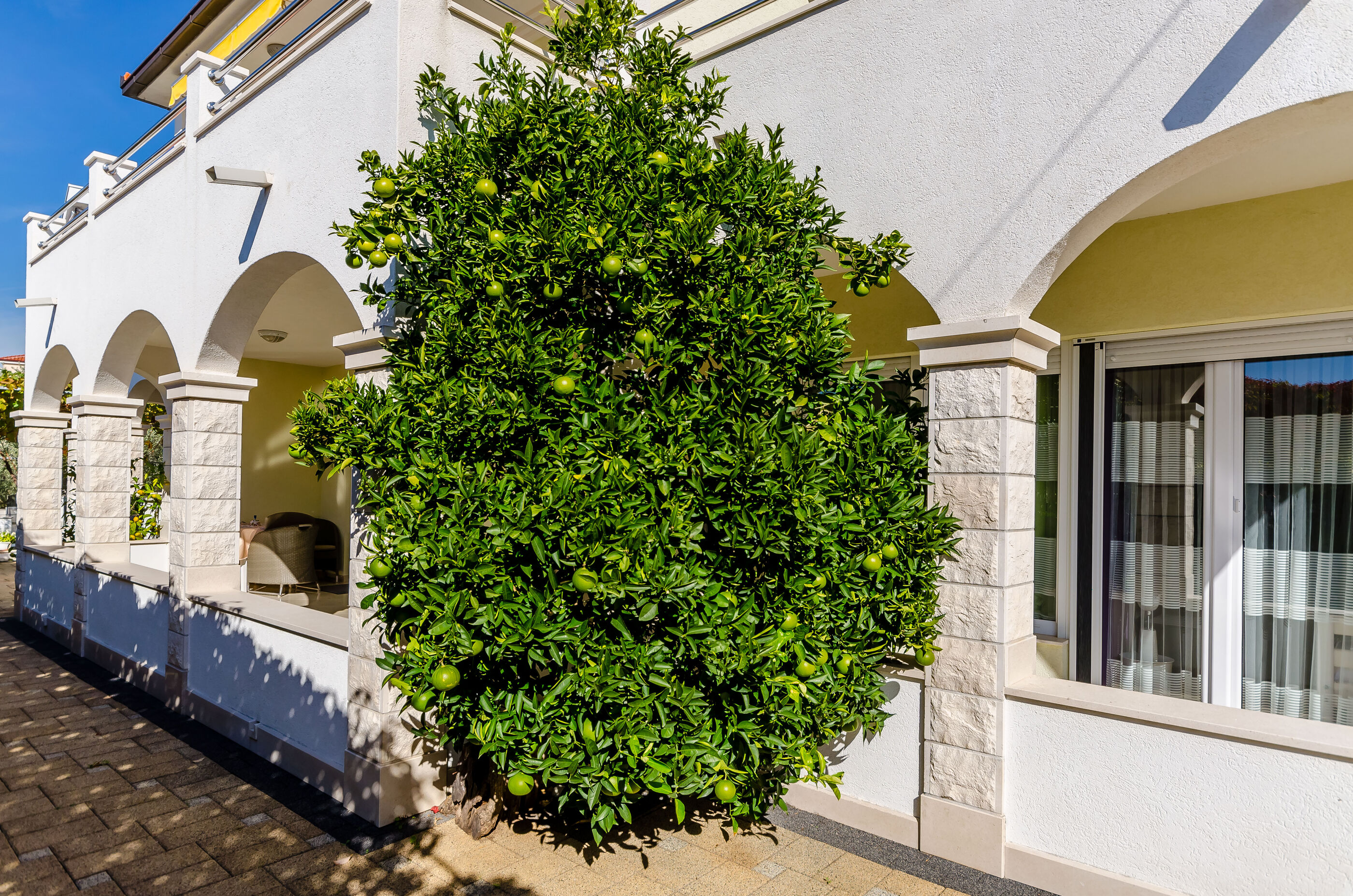 Apartments Palm tree 77811-A1