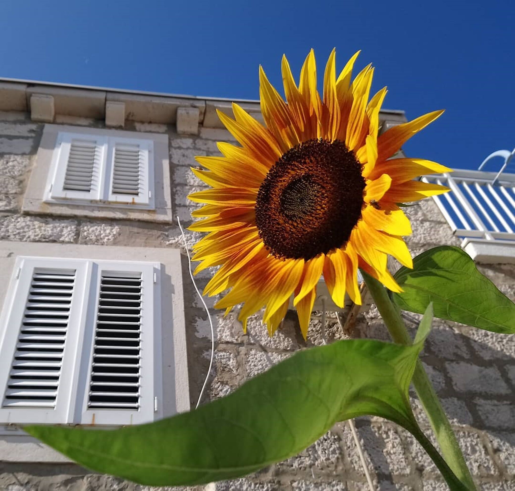 Photo of Apartment and Room Silvana