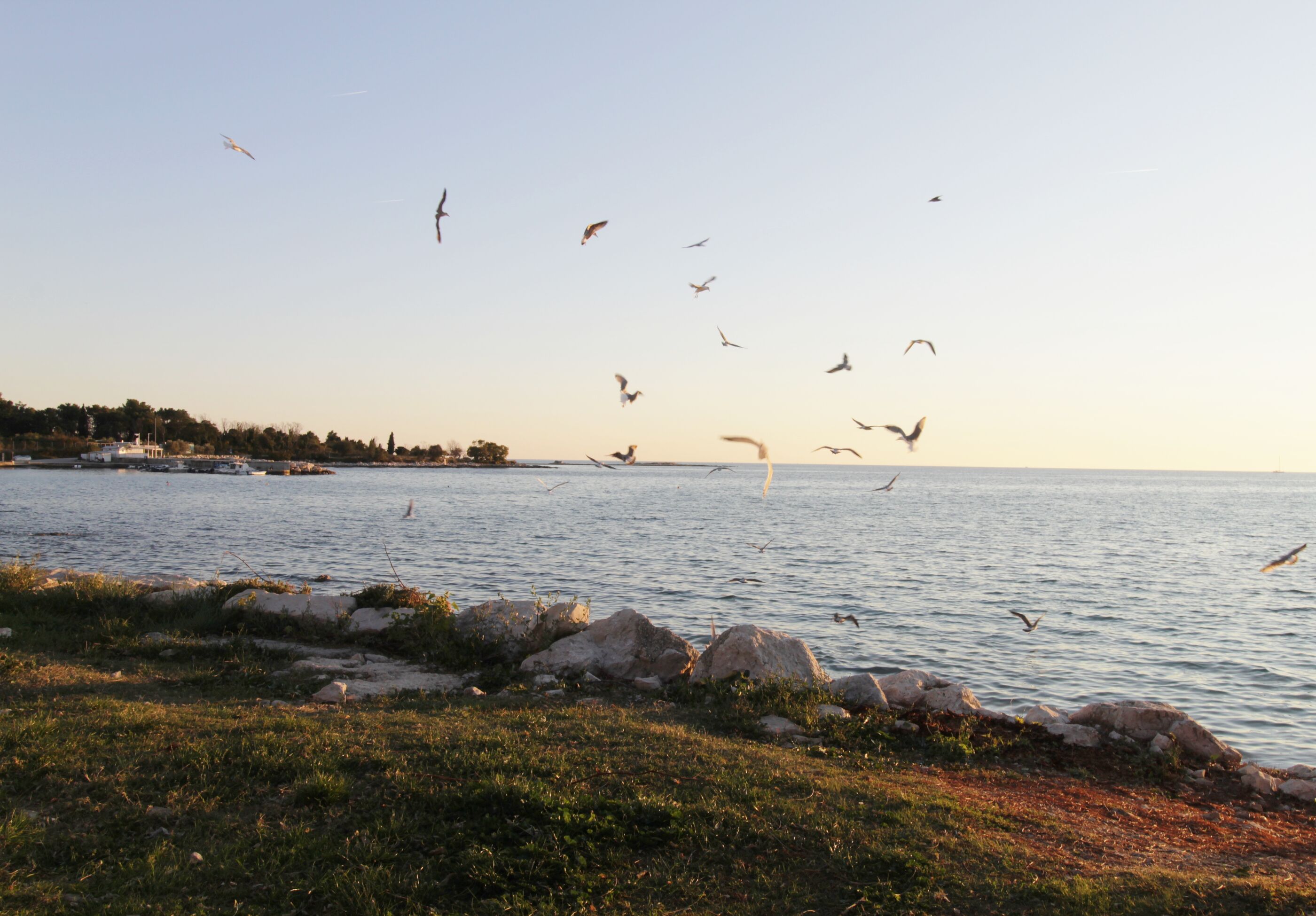 Apartments Zambratija with sea view 81513-A2