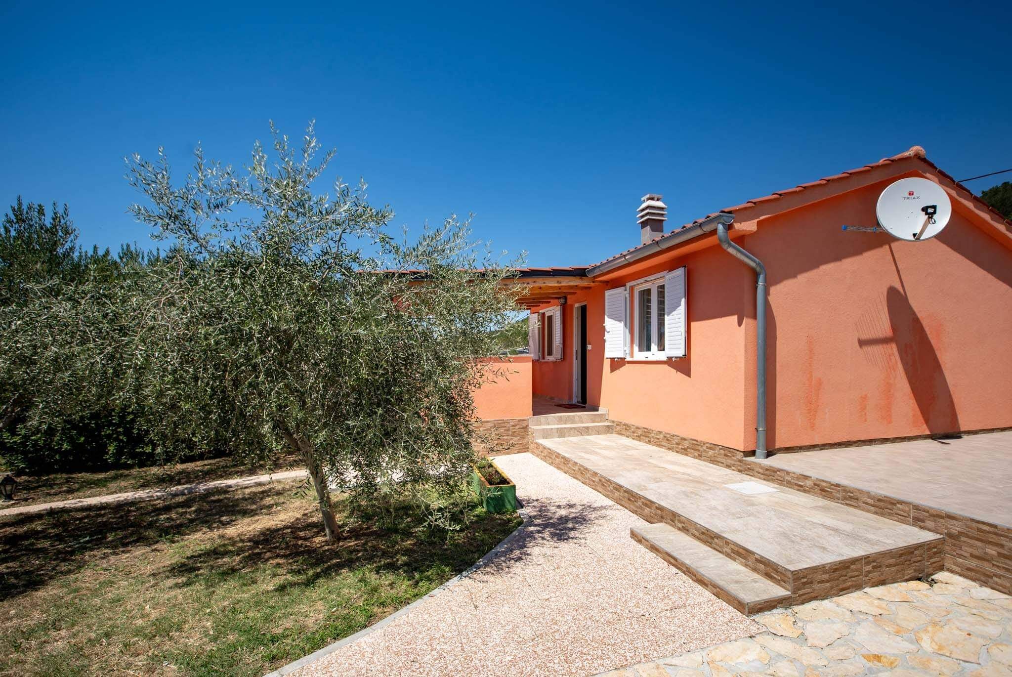 House Olive tree 60002-K1