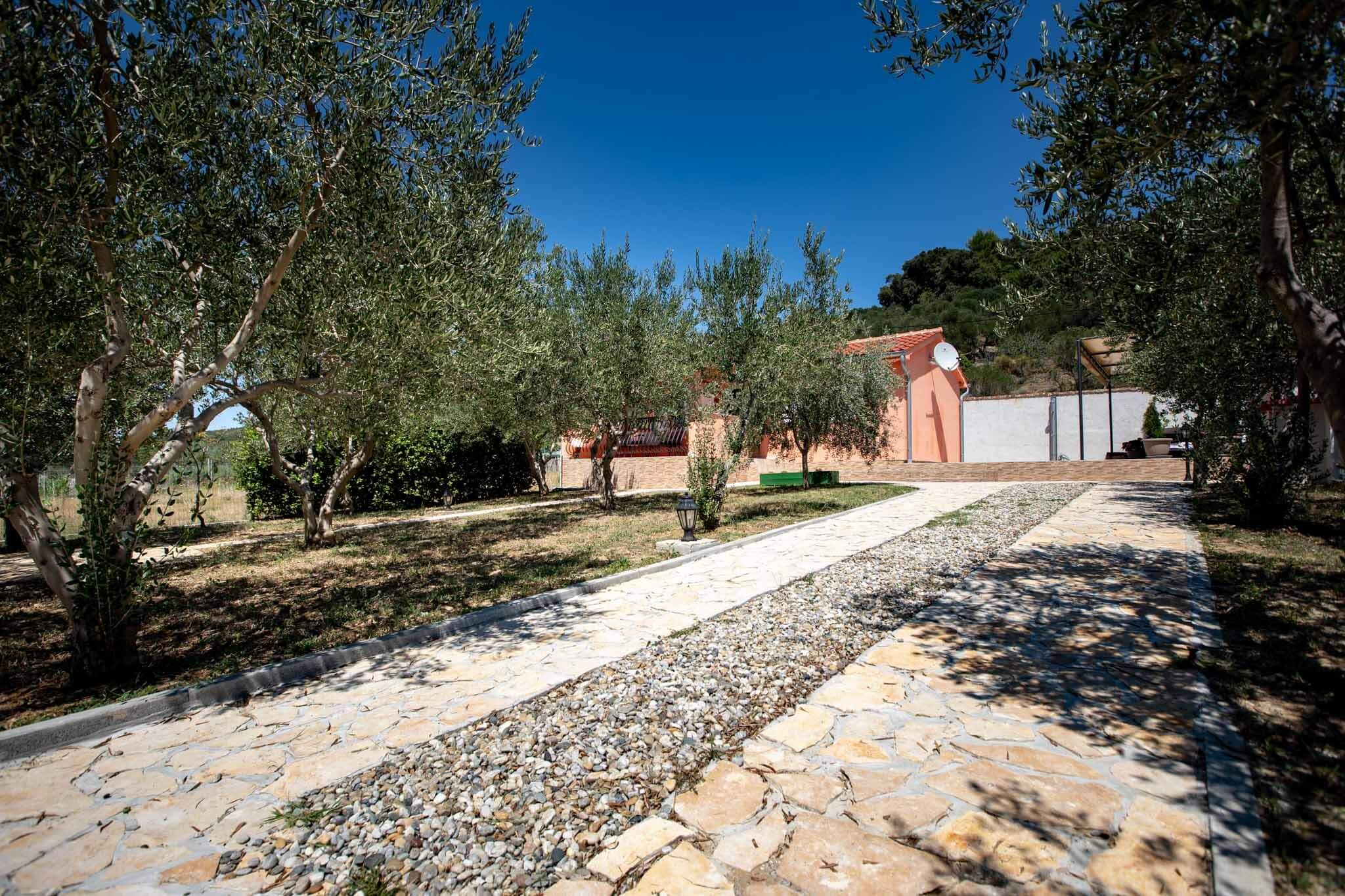House Olive tree 60002-K1
