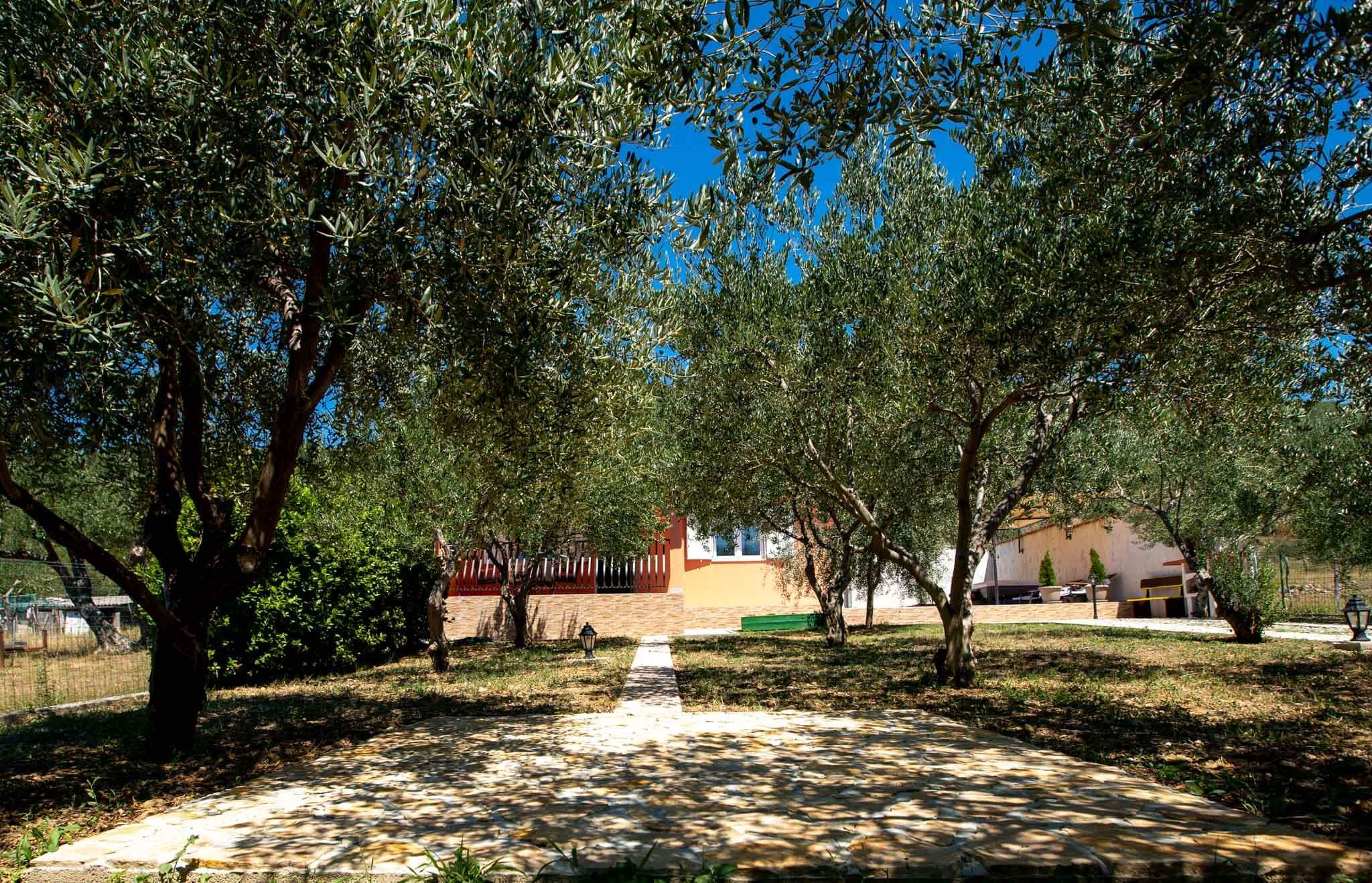 House Olive tree 60002-K1