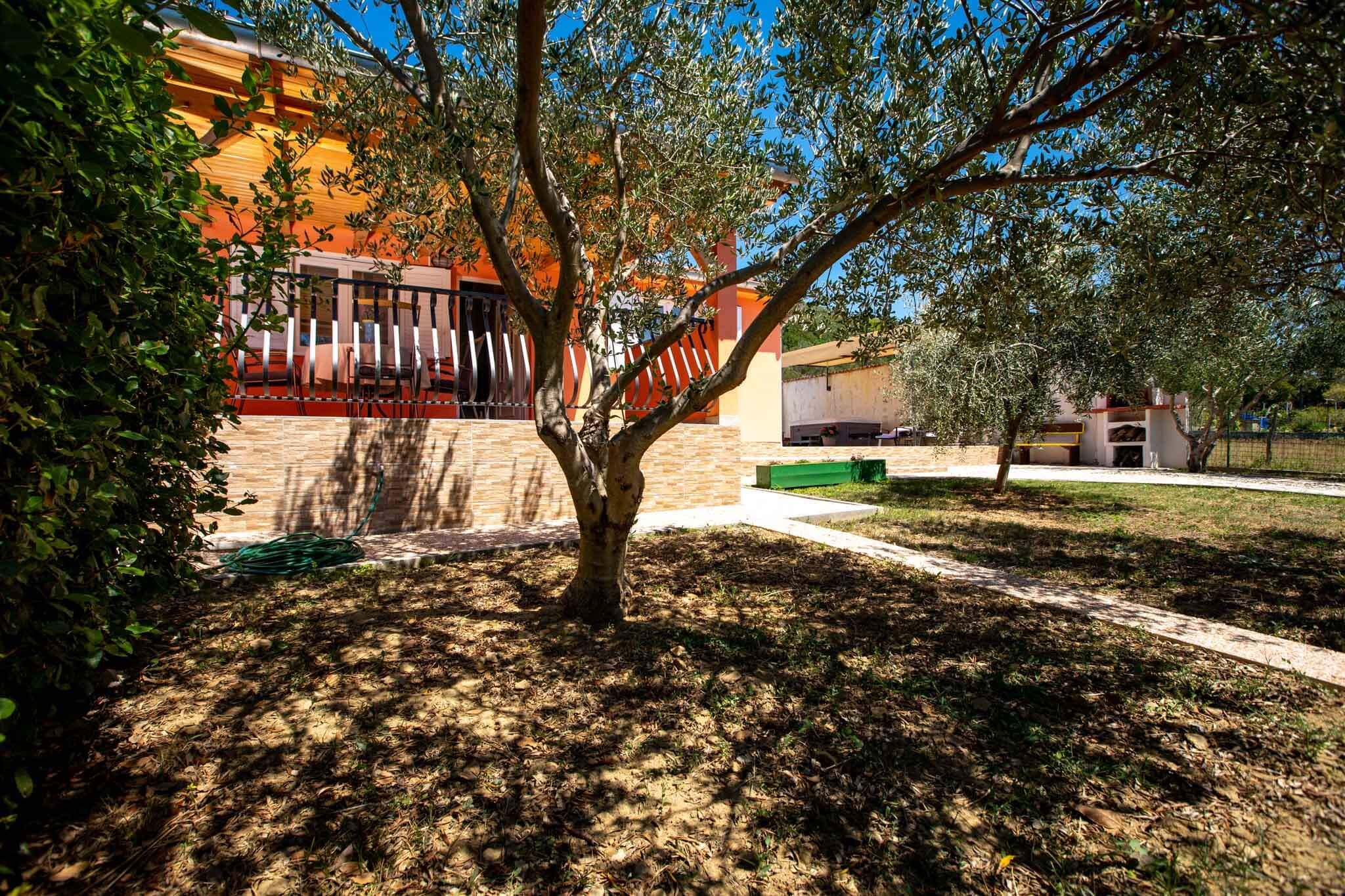 House Olive tree 60002-K1