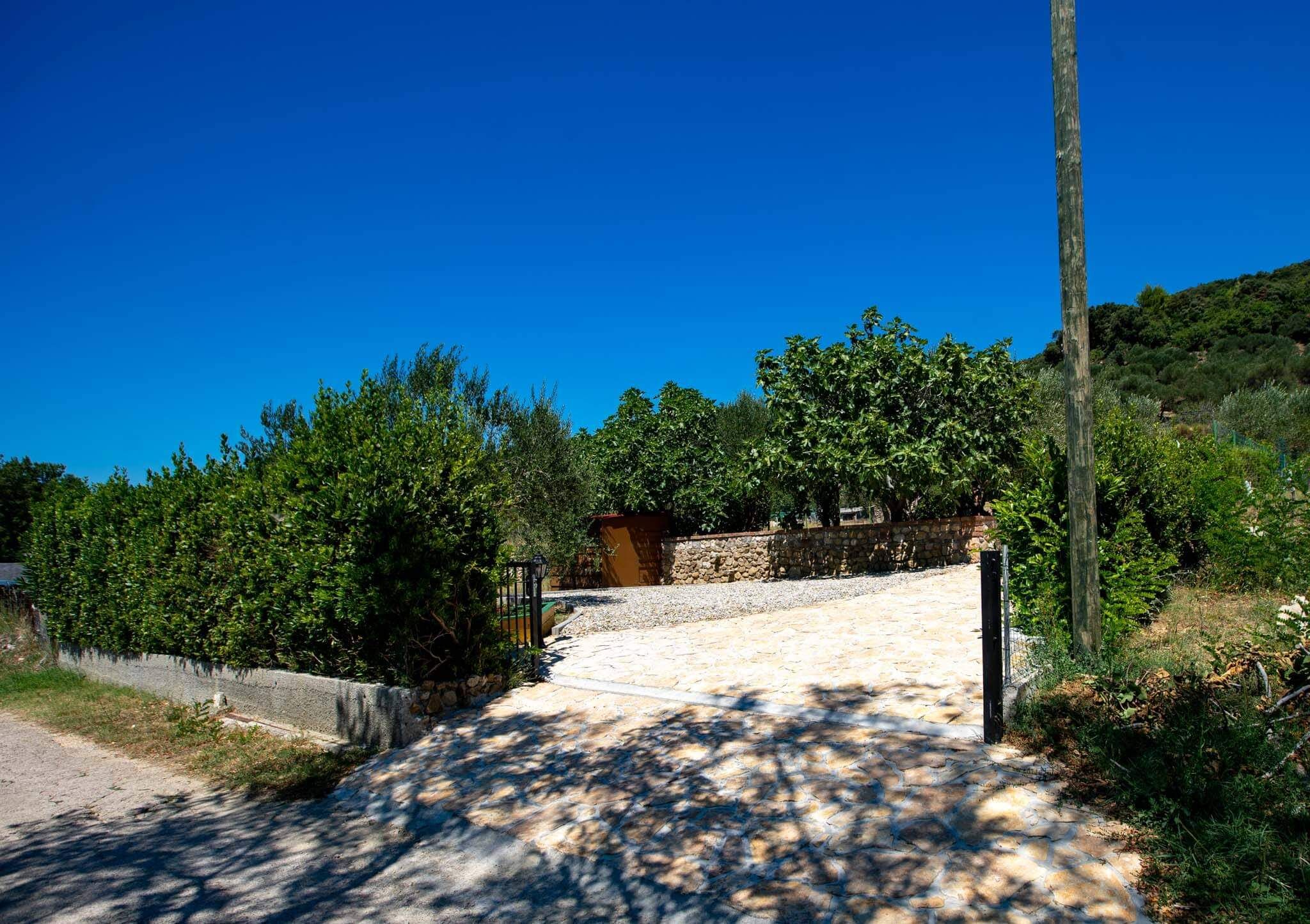 House Olive tree 60002-K1