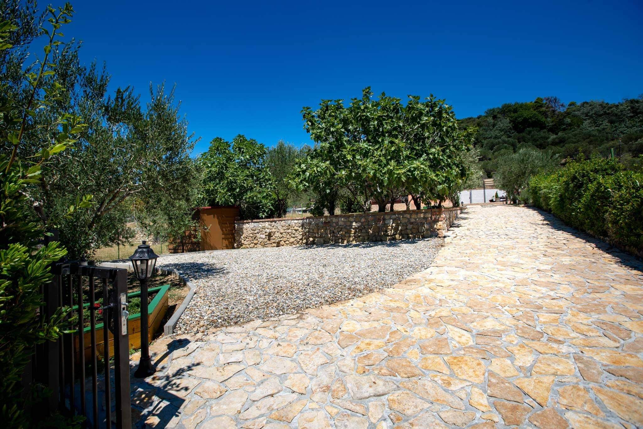 House Olive tree 60002-K1