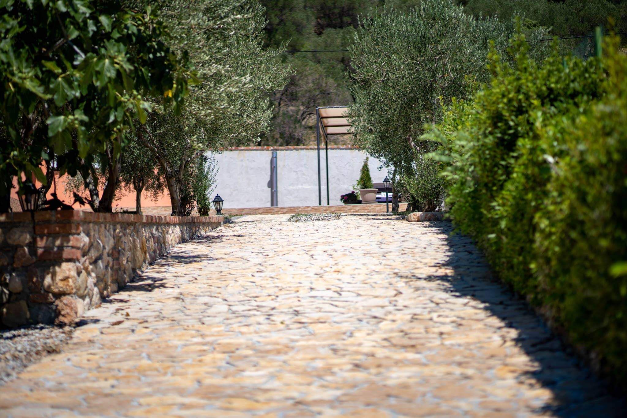 House Olive tree 60002-K1