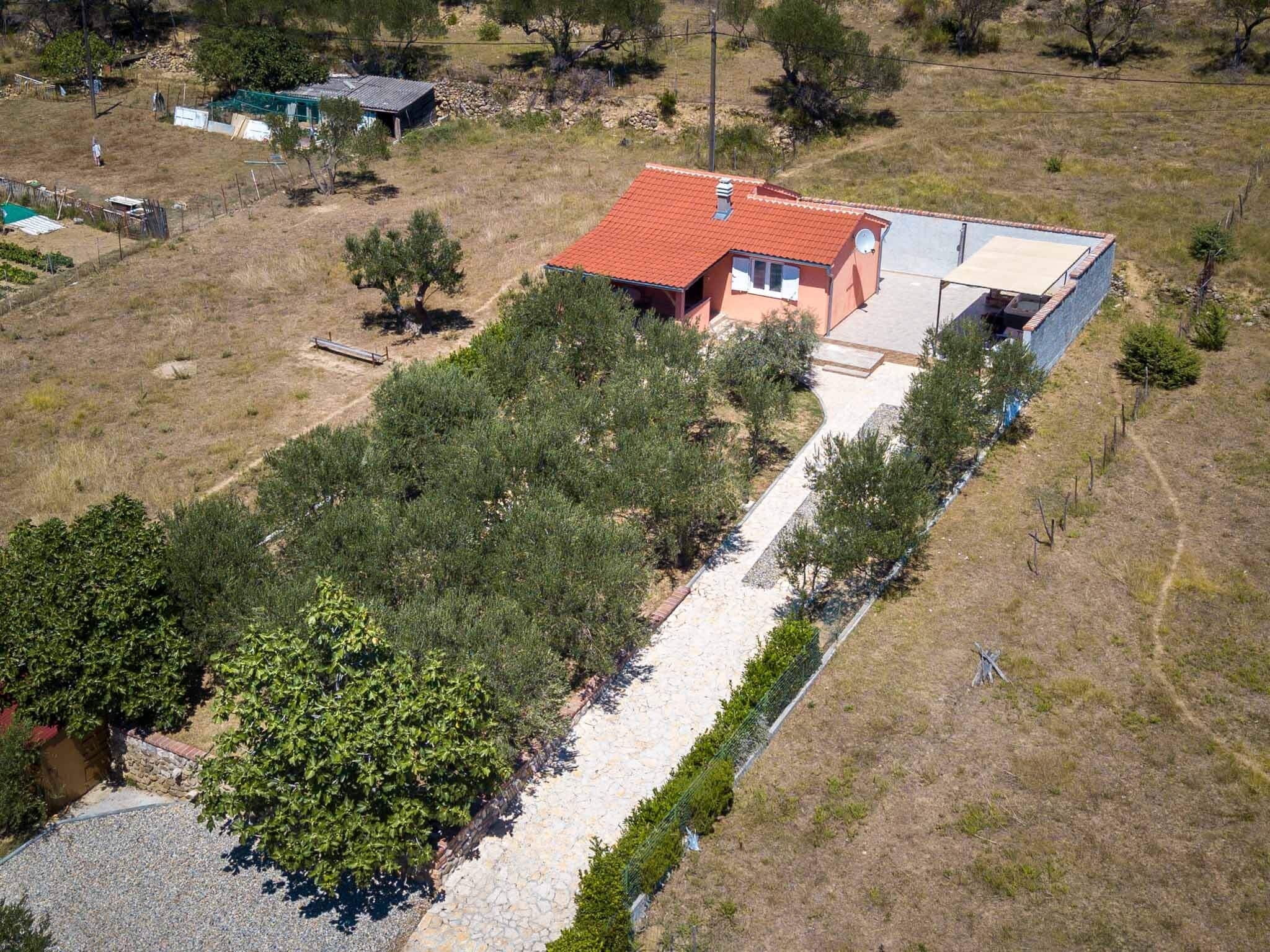 House Olive tree 60002-K1