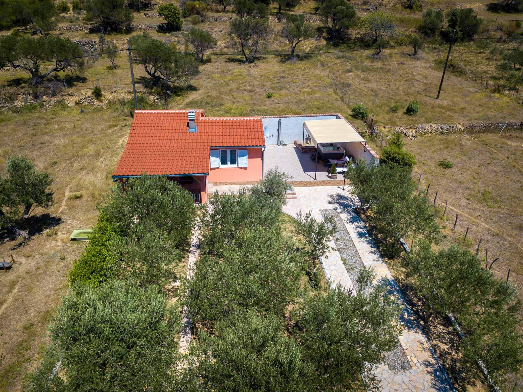 House Olive tree 60002-K1
