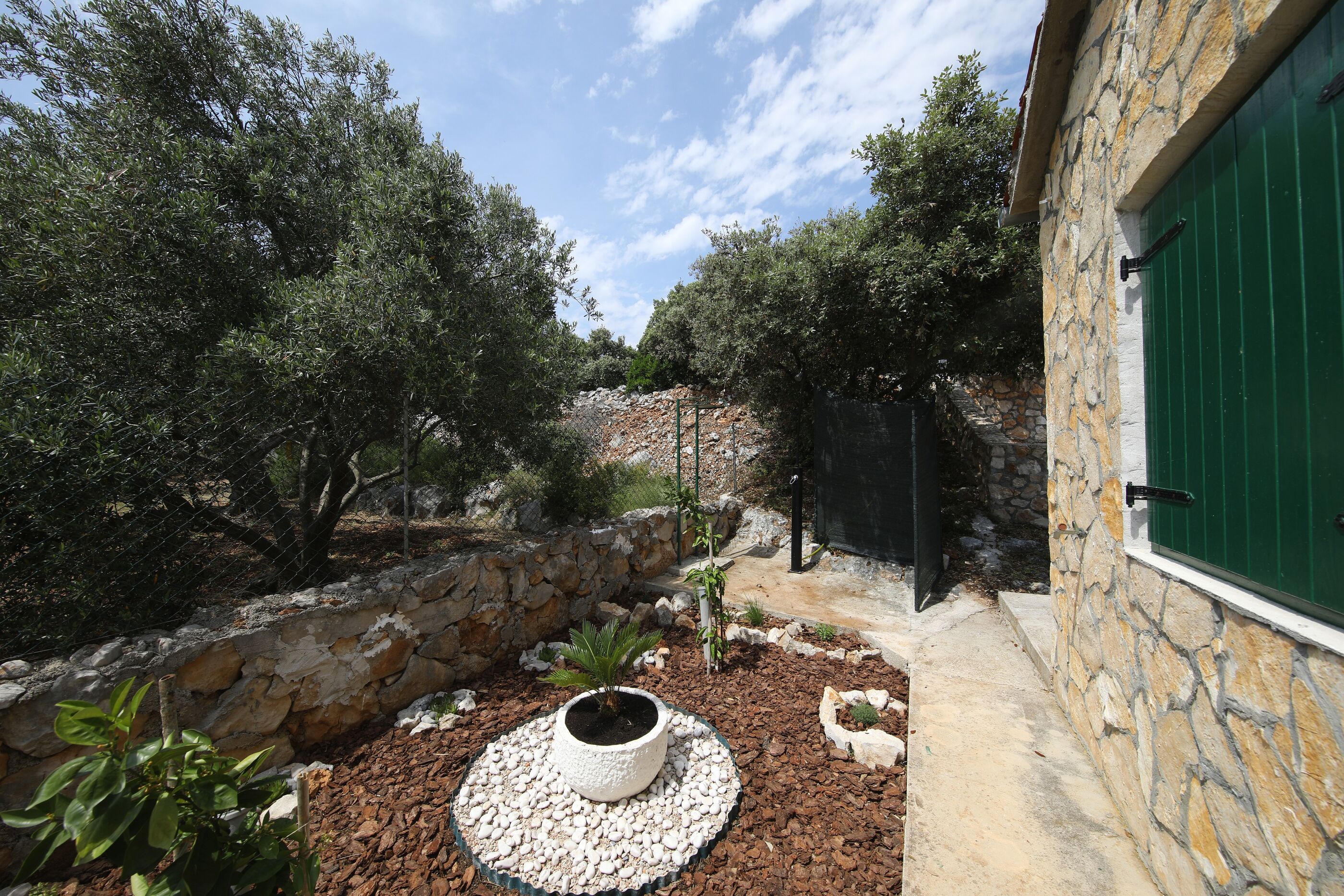 House Olive Tree 14641-K1