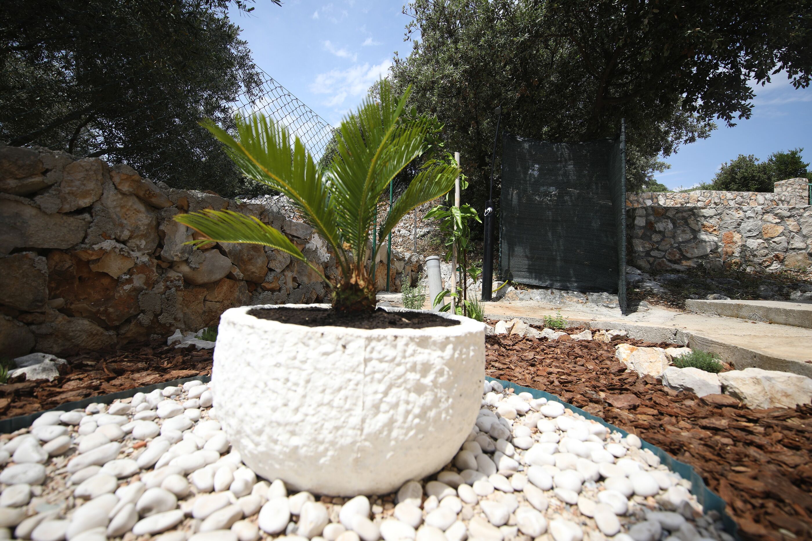 House Olive Tree 14641-K1
