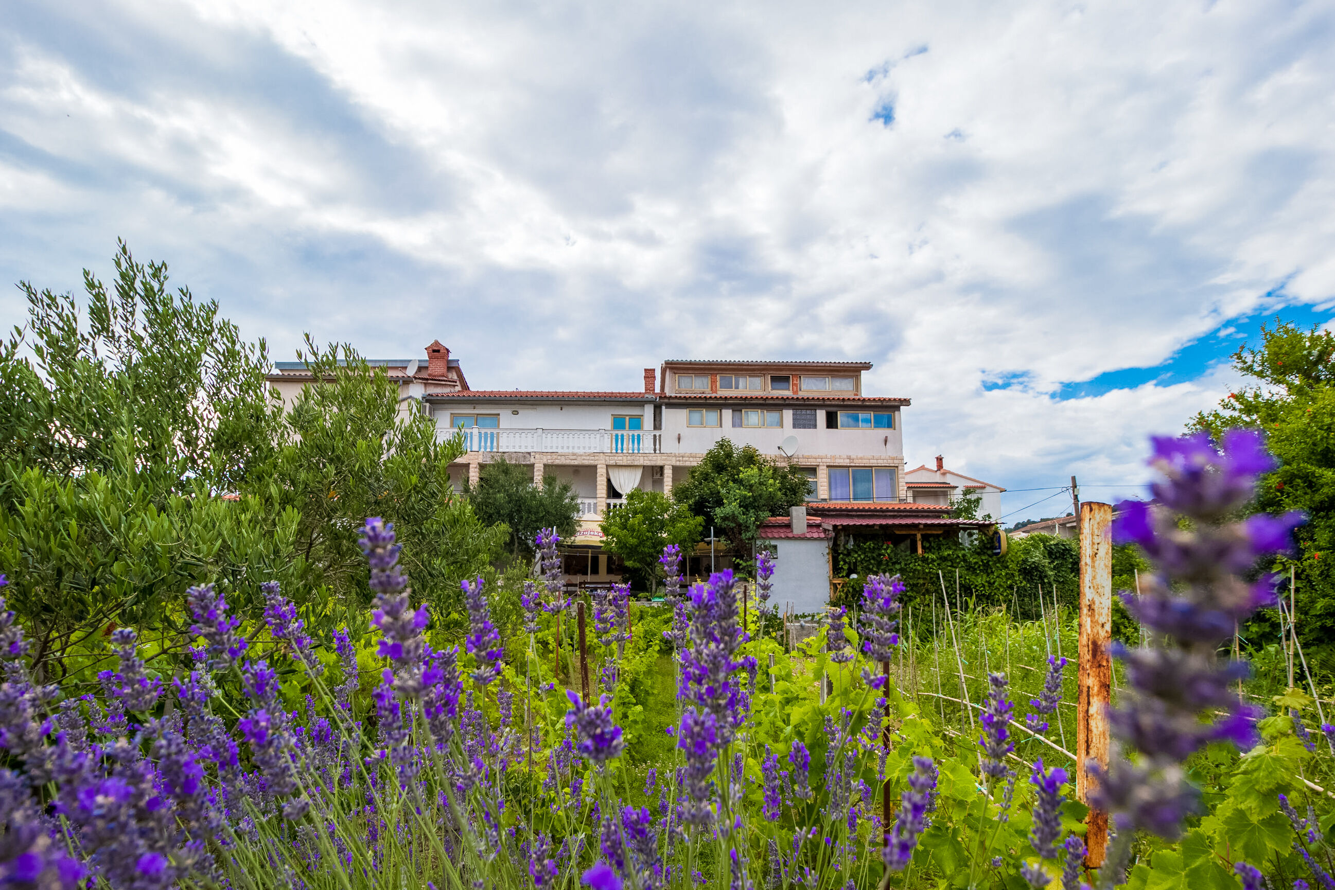 Photo of Apartments Željka