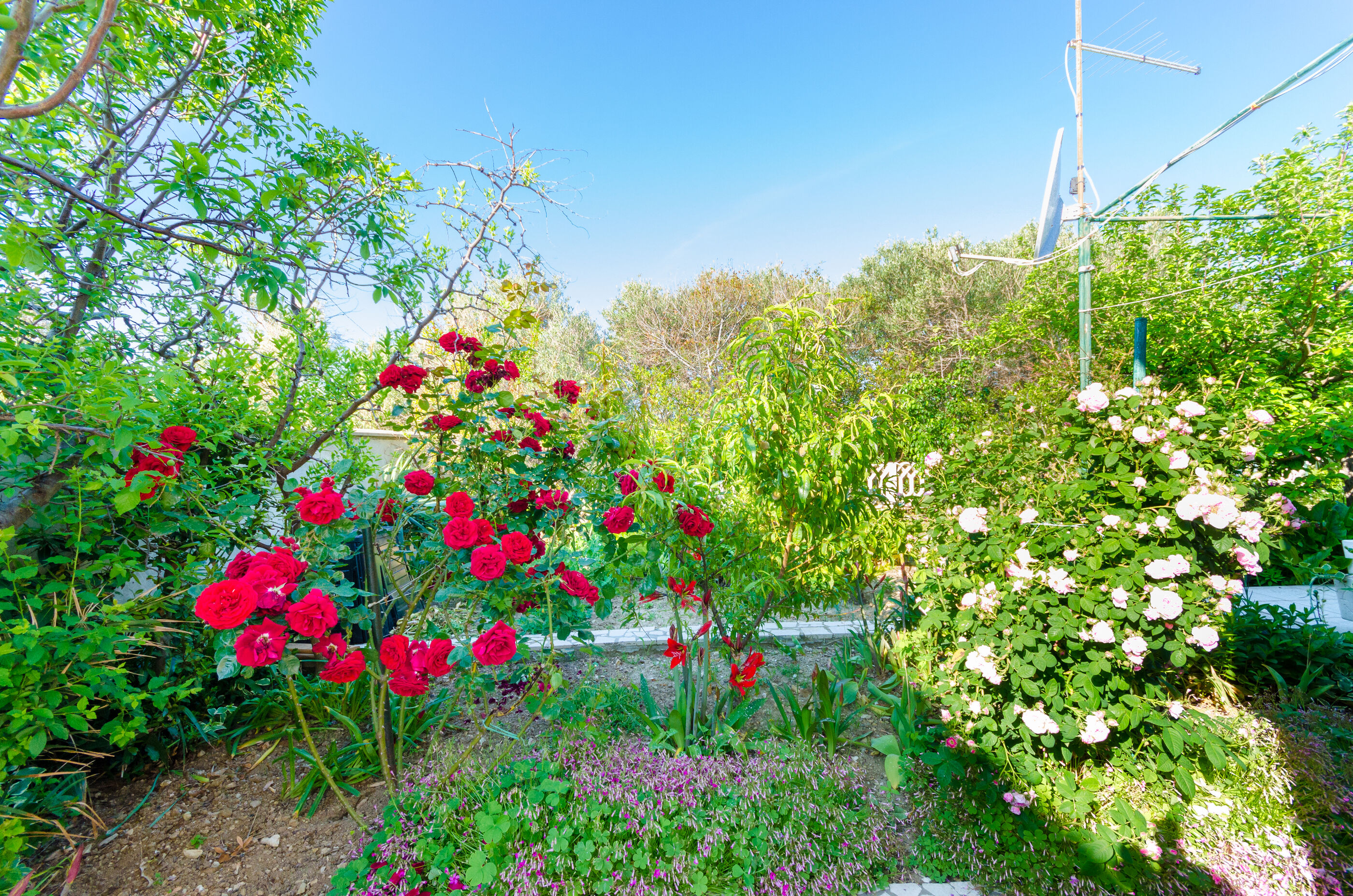 Photo of Apartment Nikola