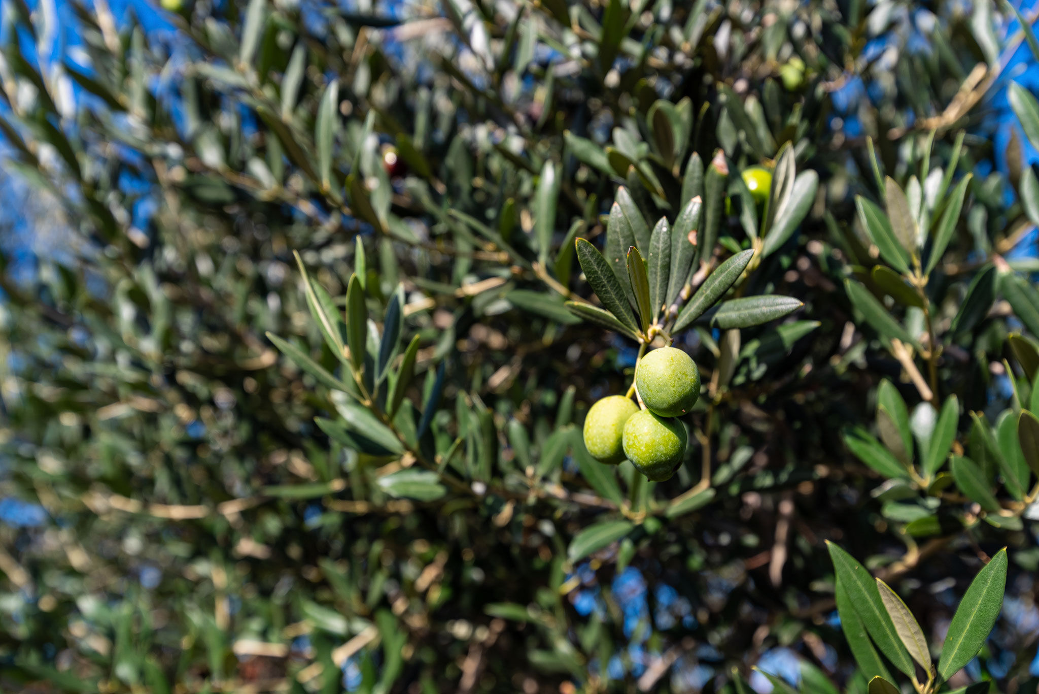 Photo of Apartment Šime