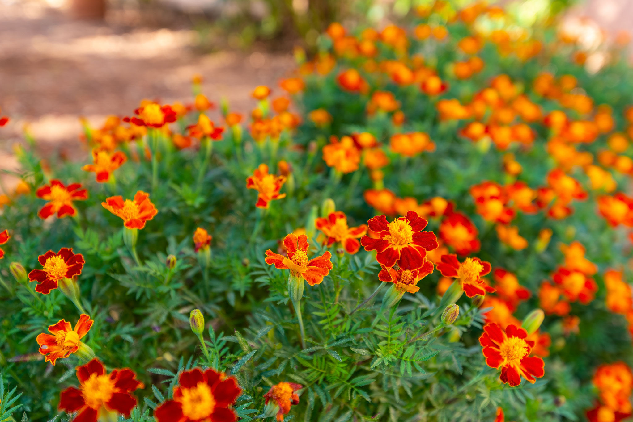 Photo of Apartment Šime