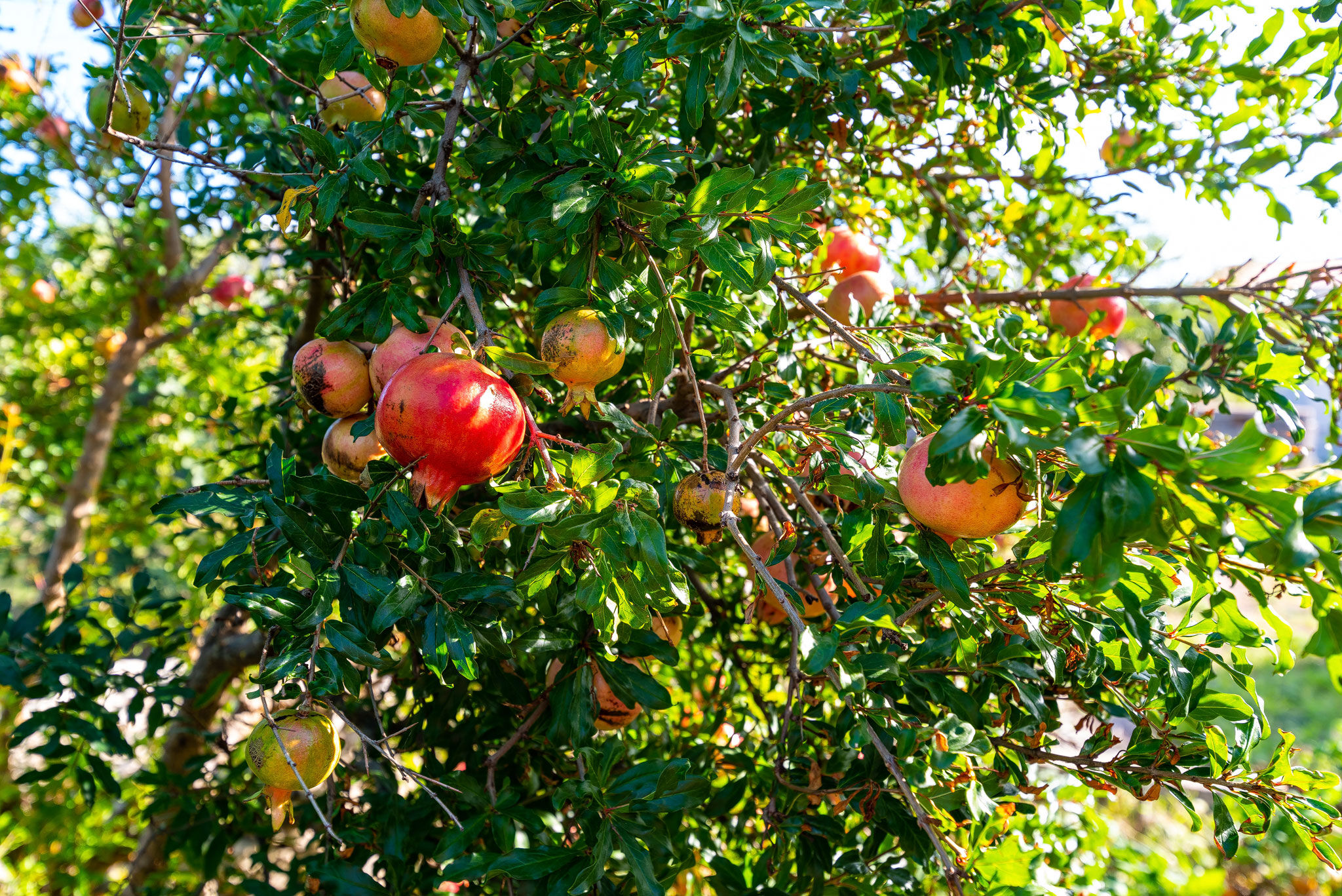 Photo of Apartment Šime